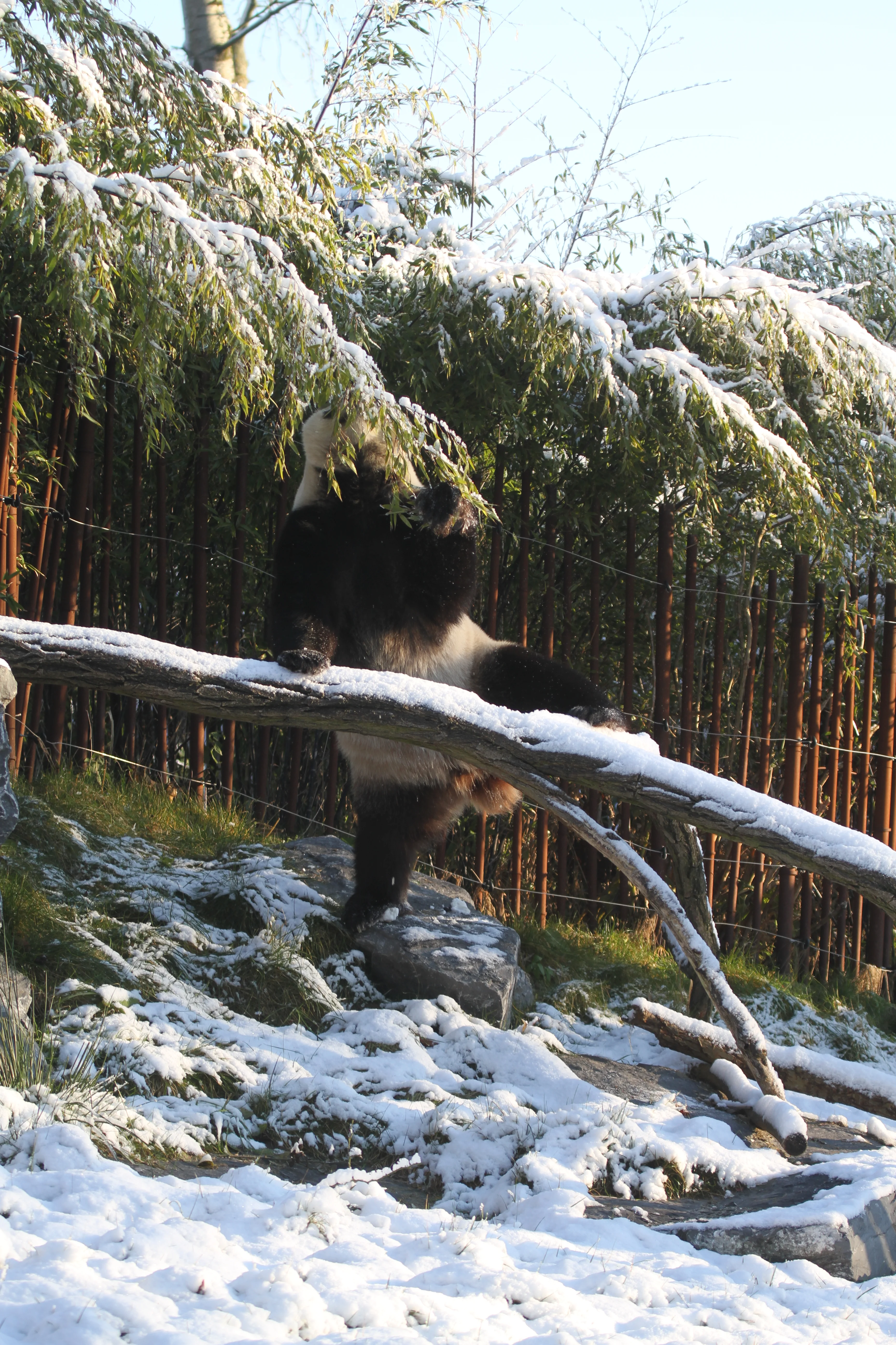 Pairi Daiza