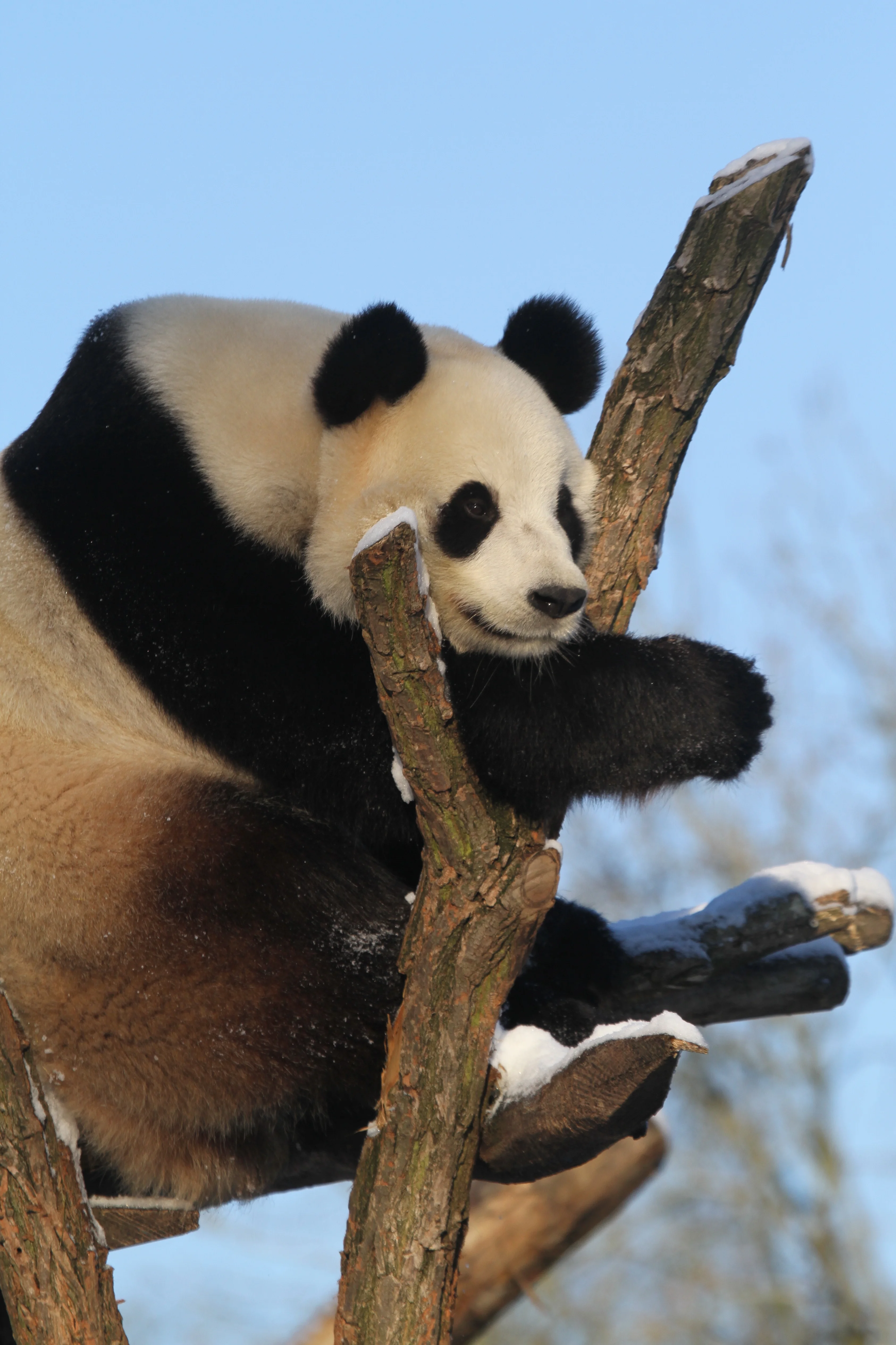 Pairi Daiza
