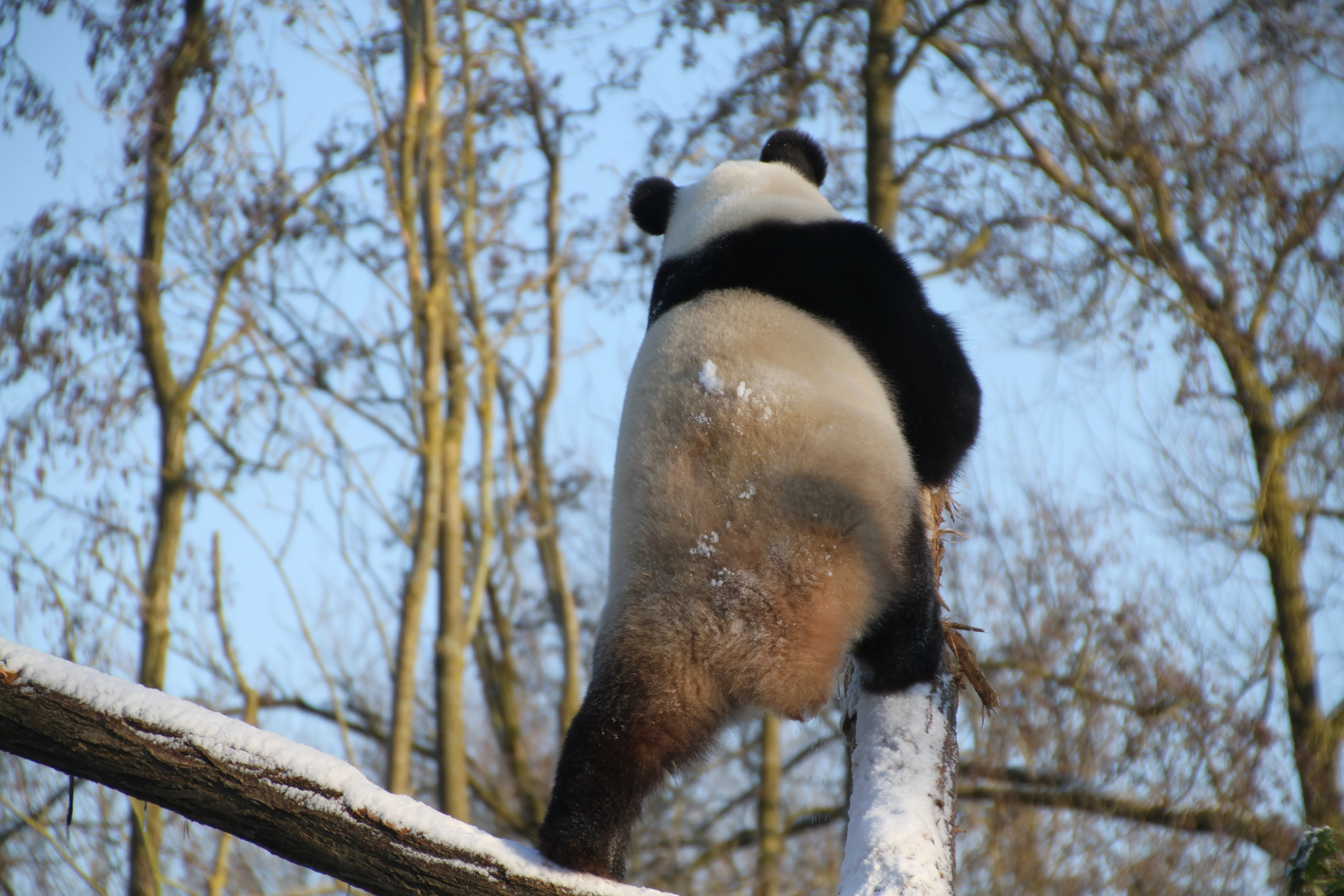 Pairi Daiza