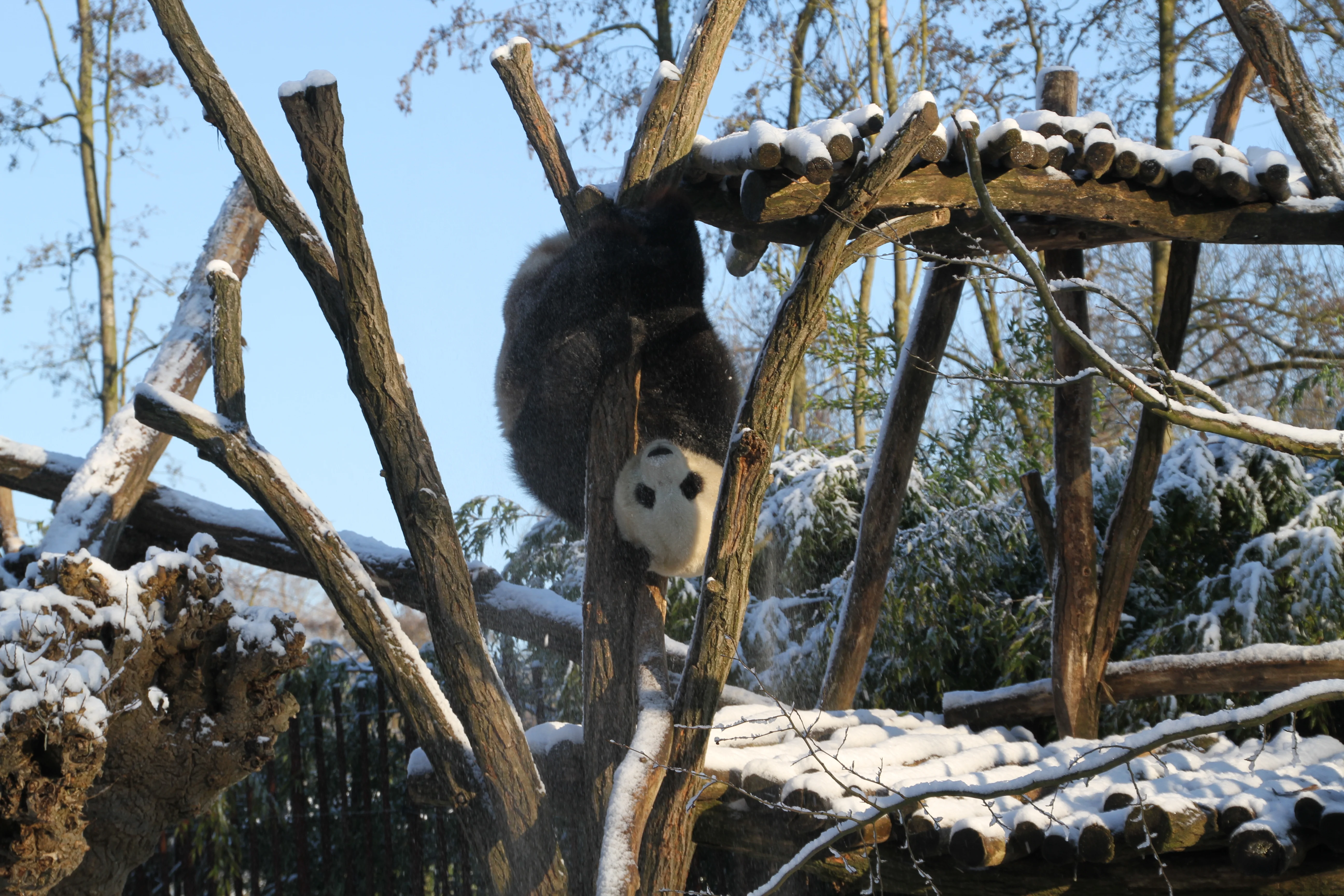 Pairi Daiza
