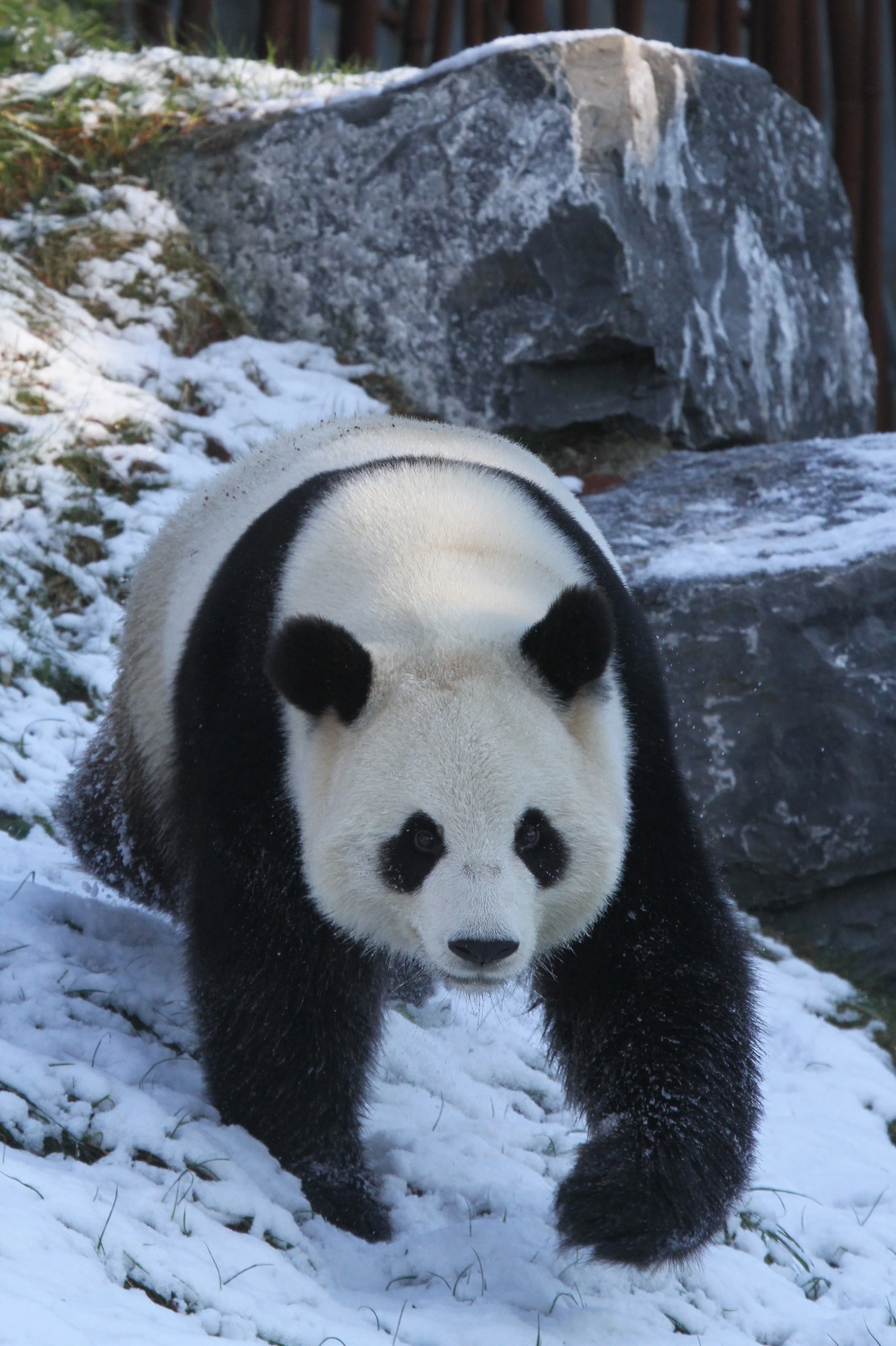 Pairi Daiza