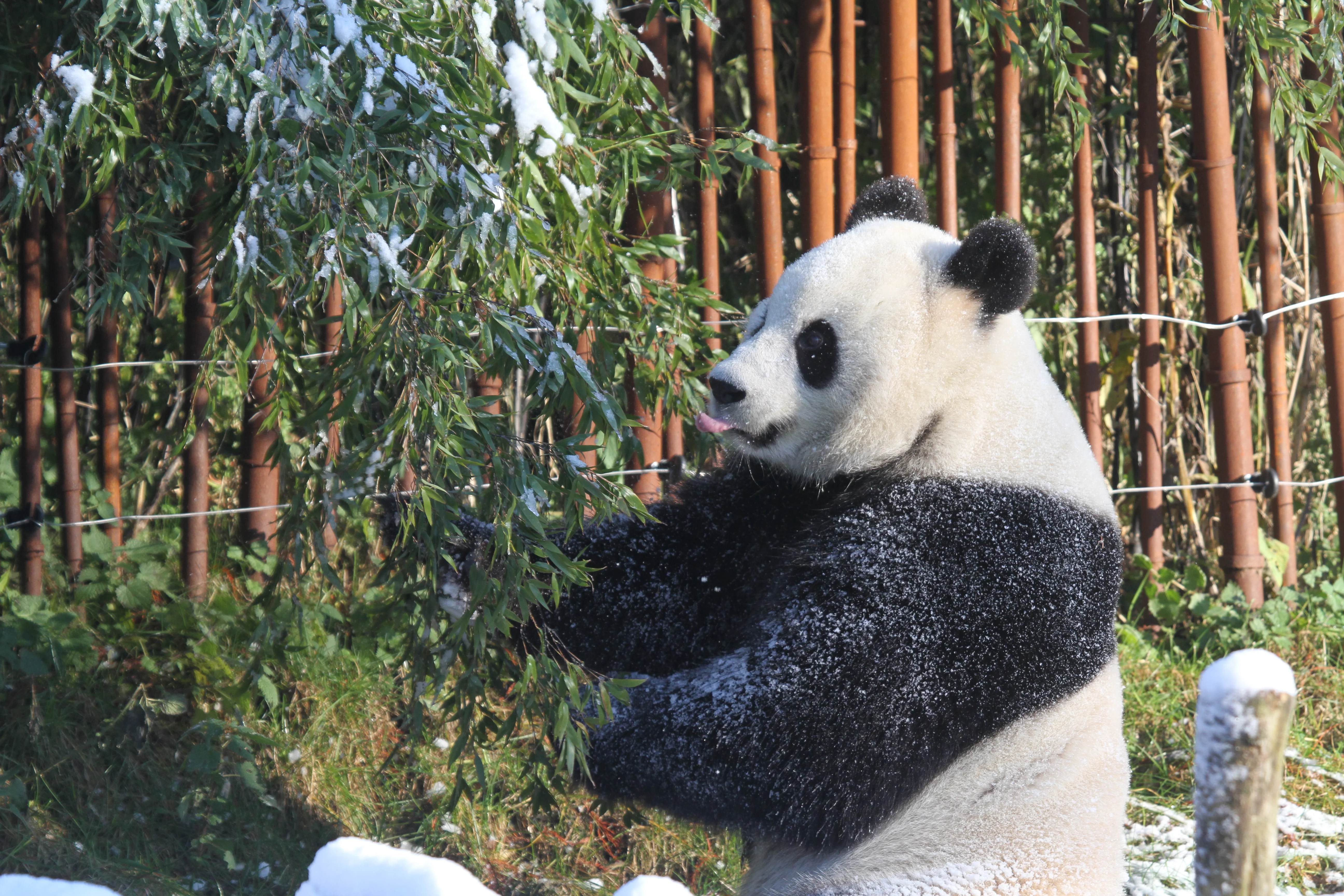 Pairi Daiza