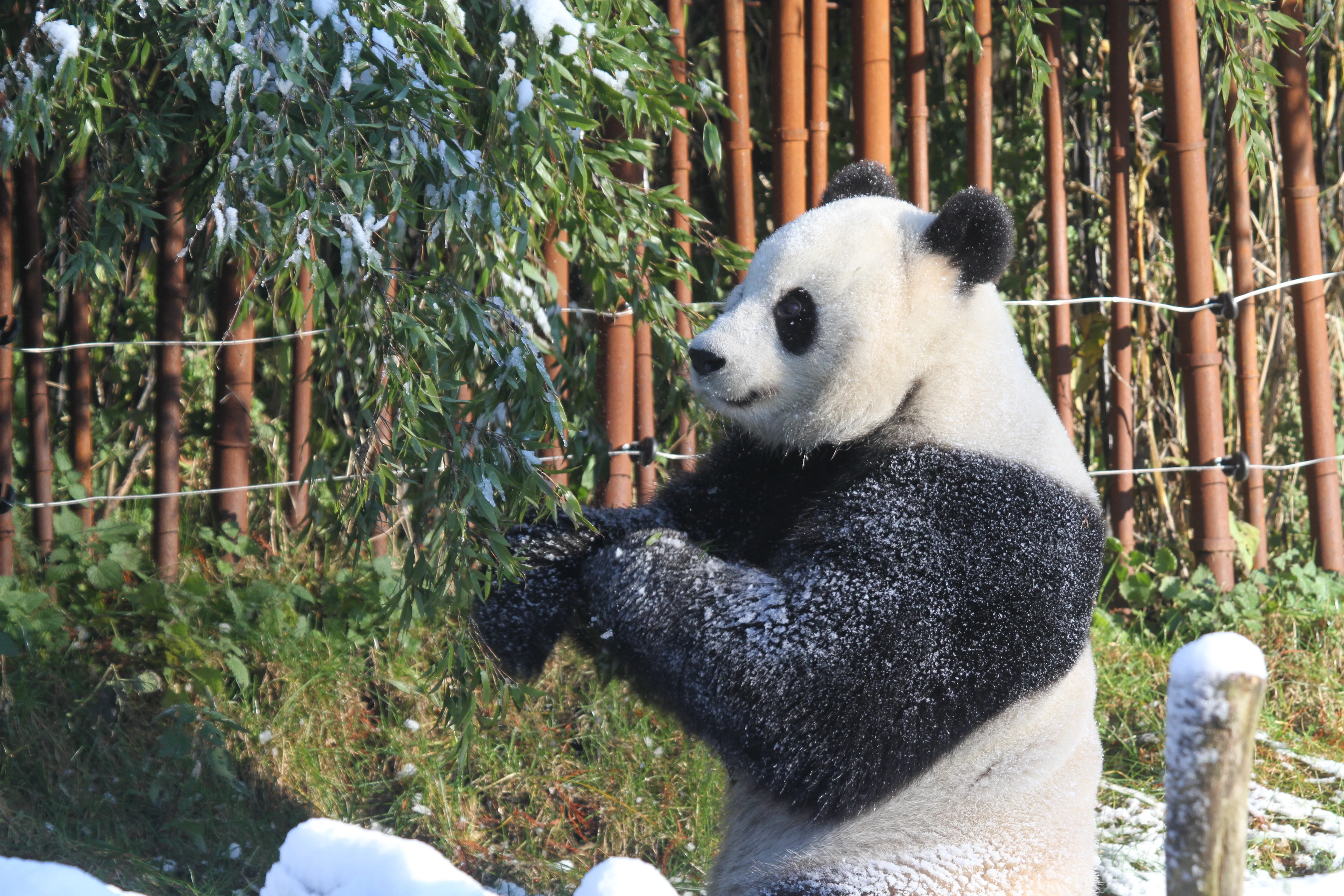 Pairi Daiza
