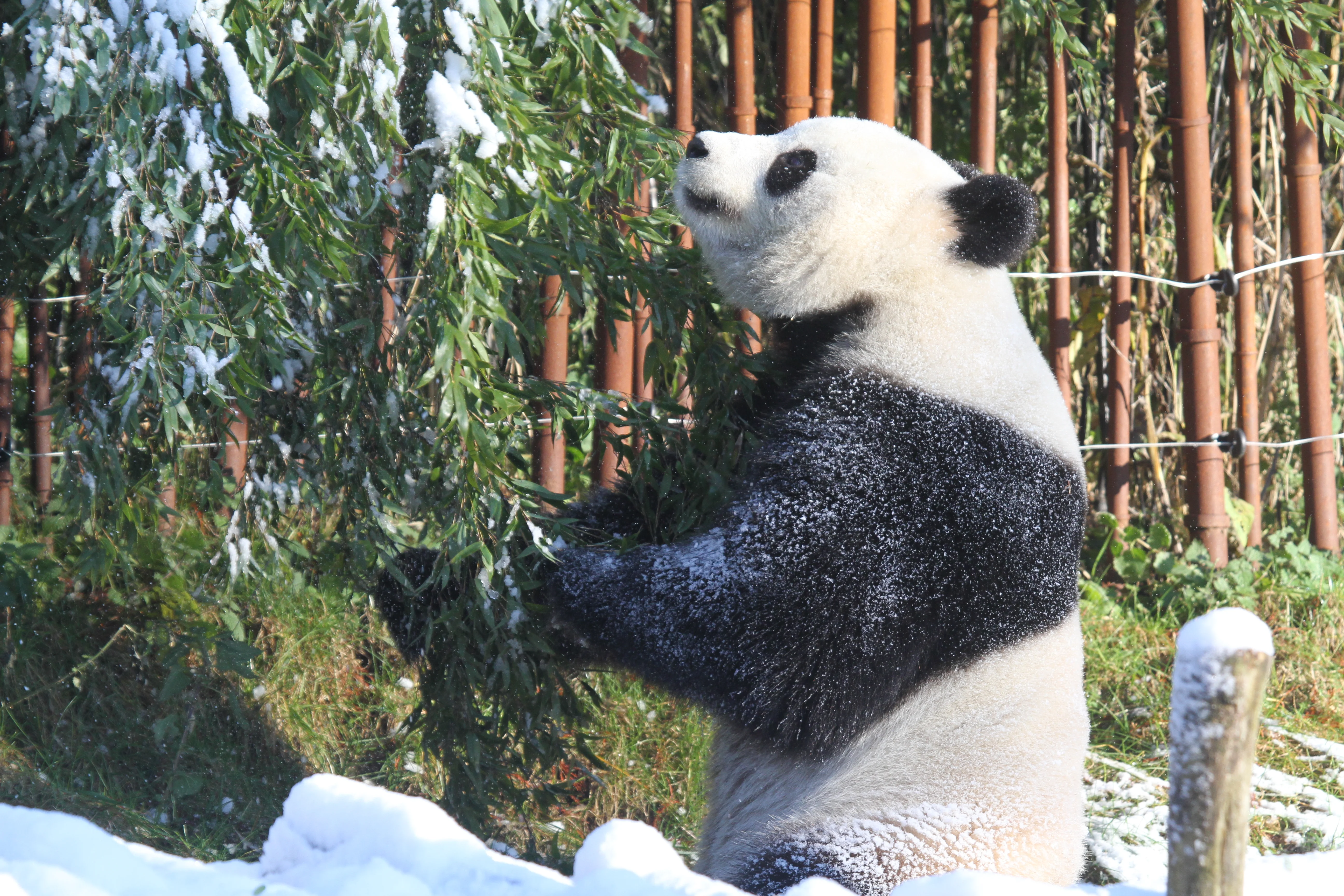 Pairi Daiza