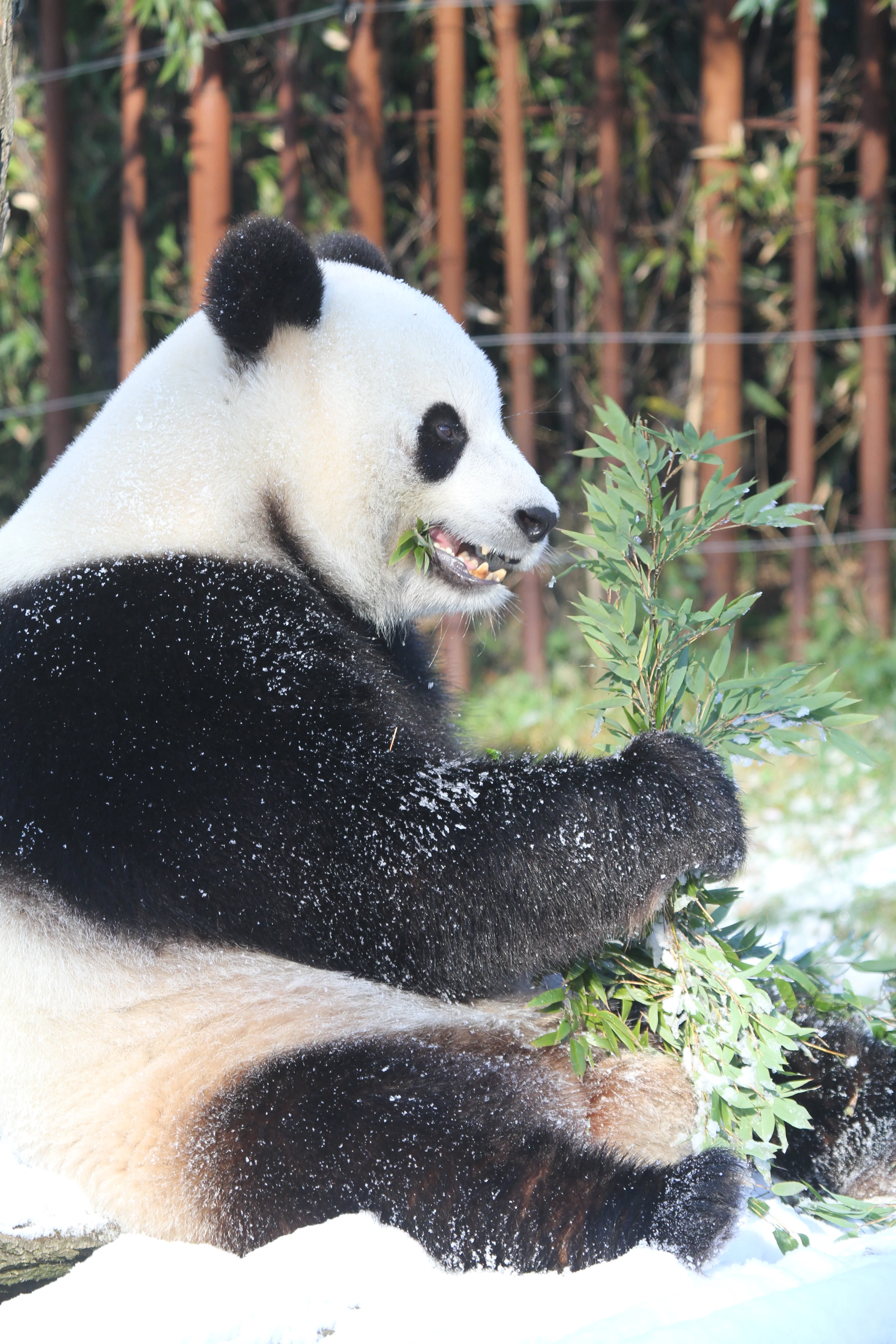 Pairi Daiza