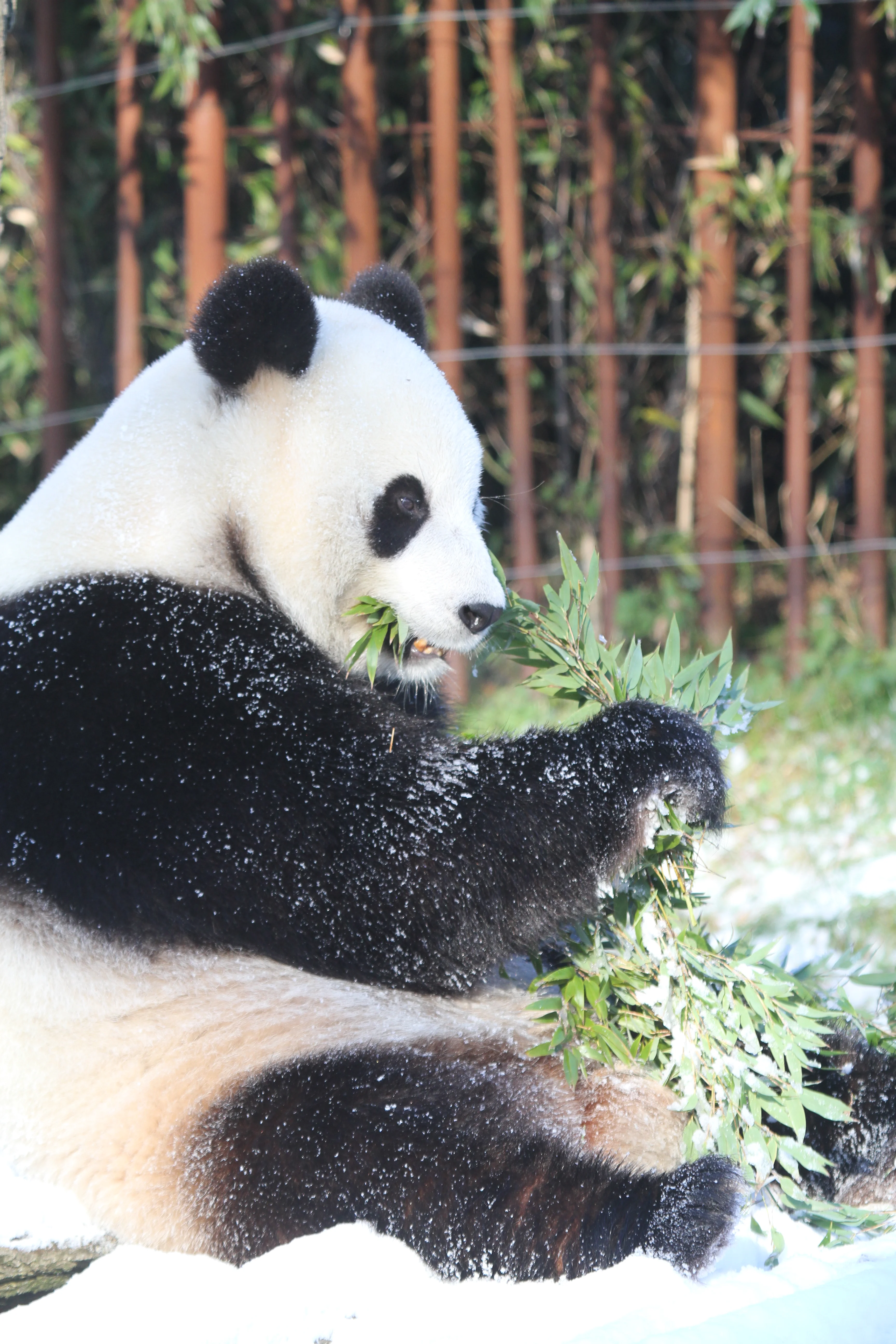 Pairi Daiza