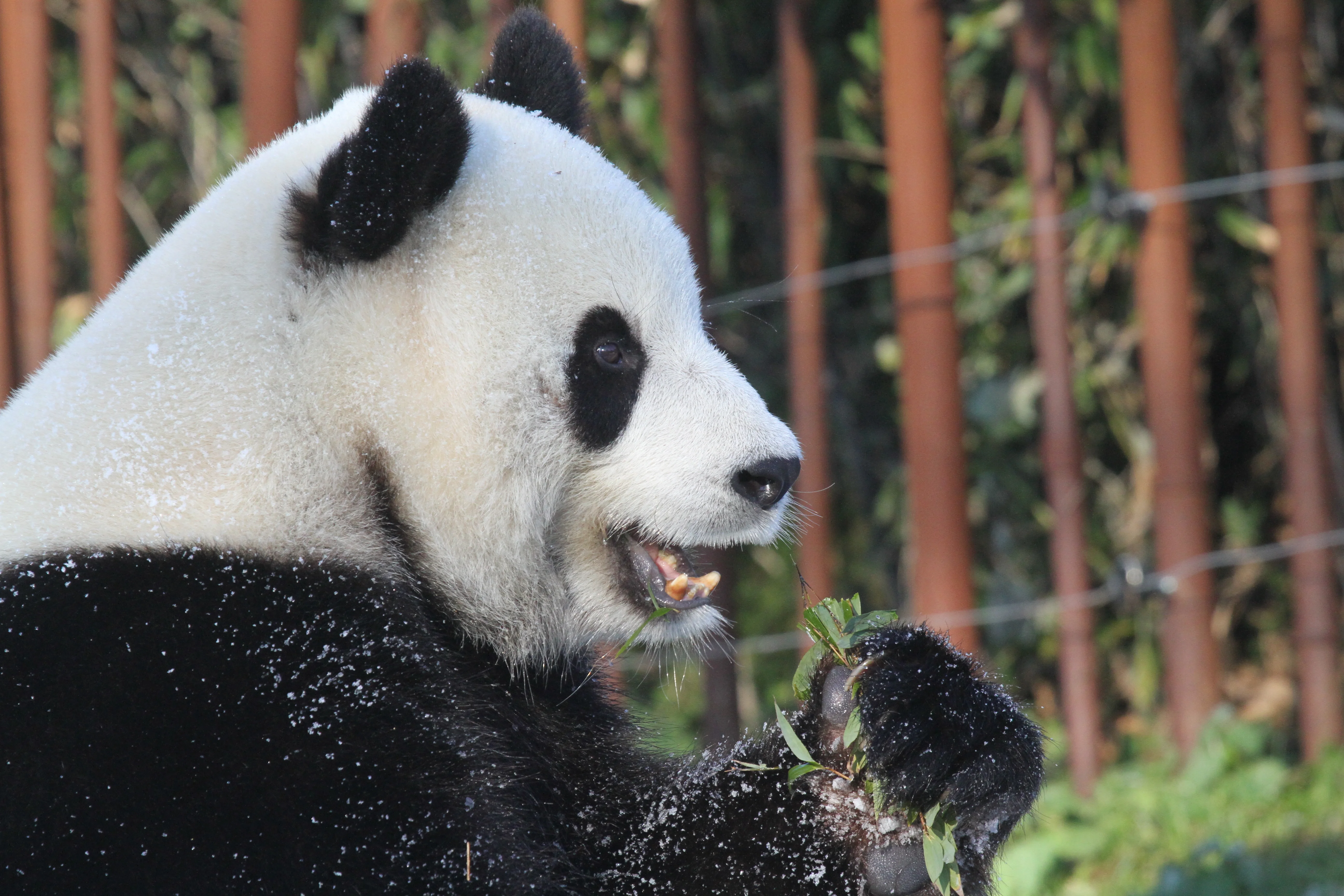 Pairi Daiza