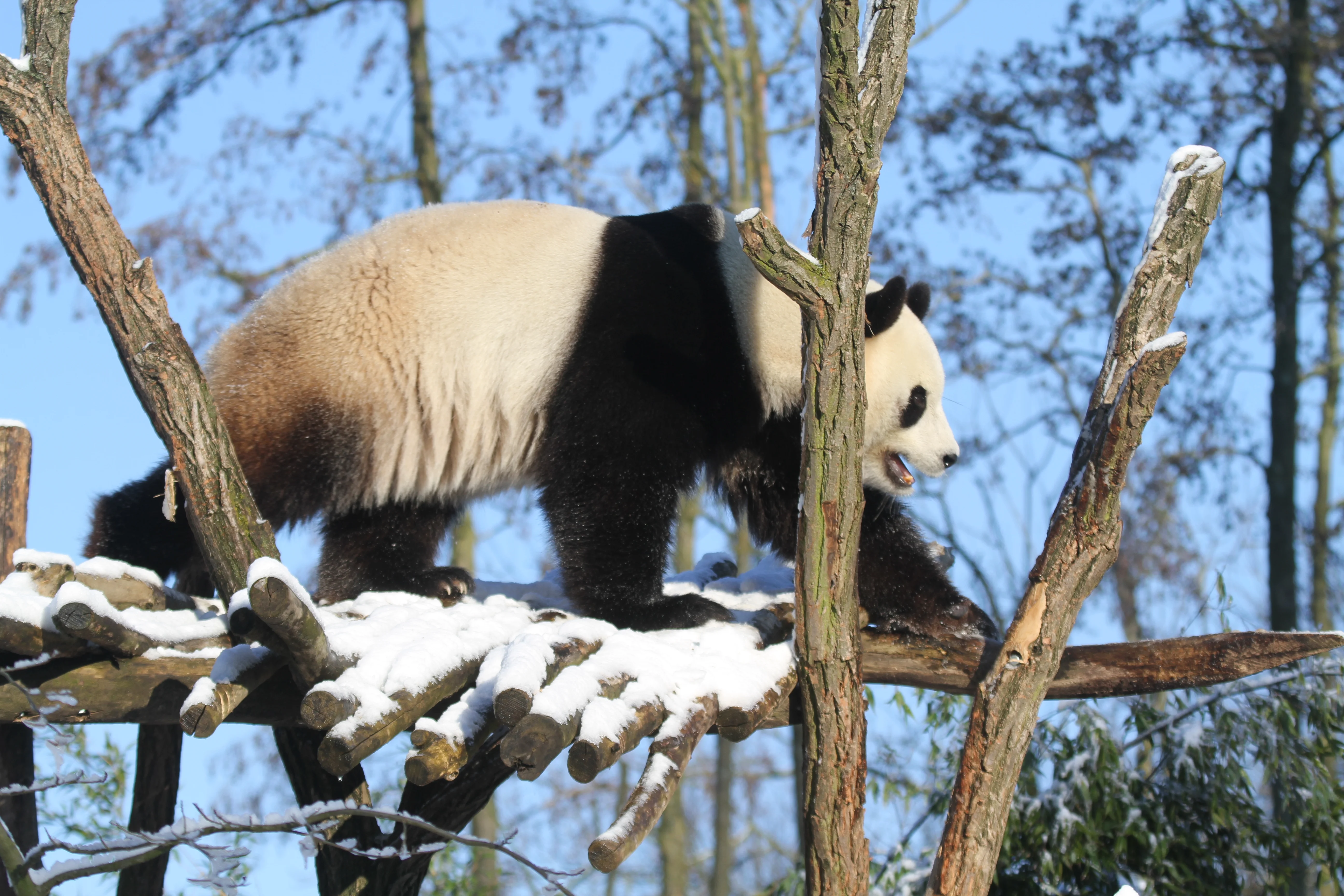 Pairi Daiza