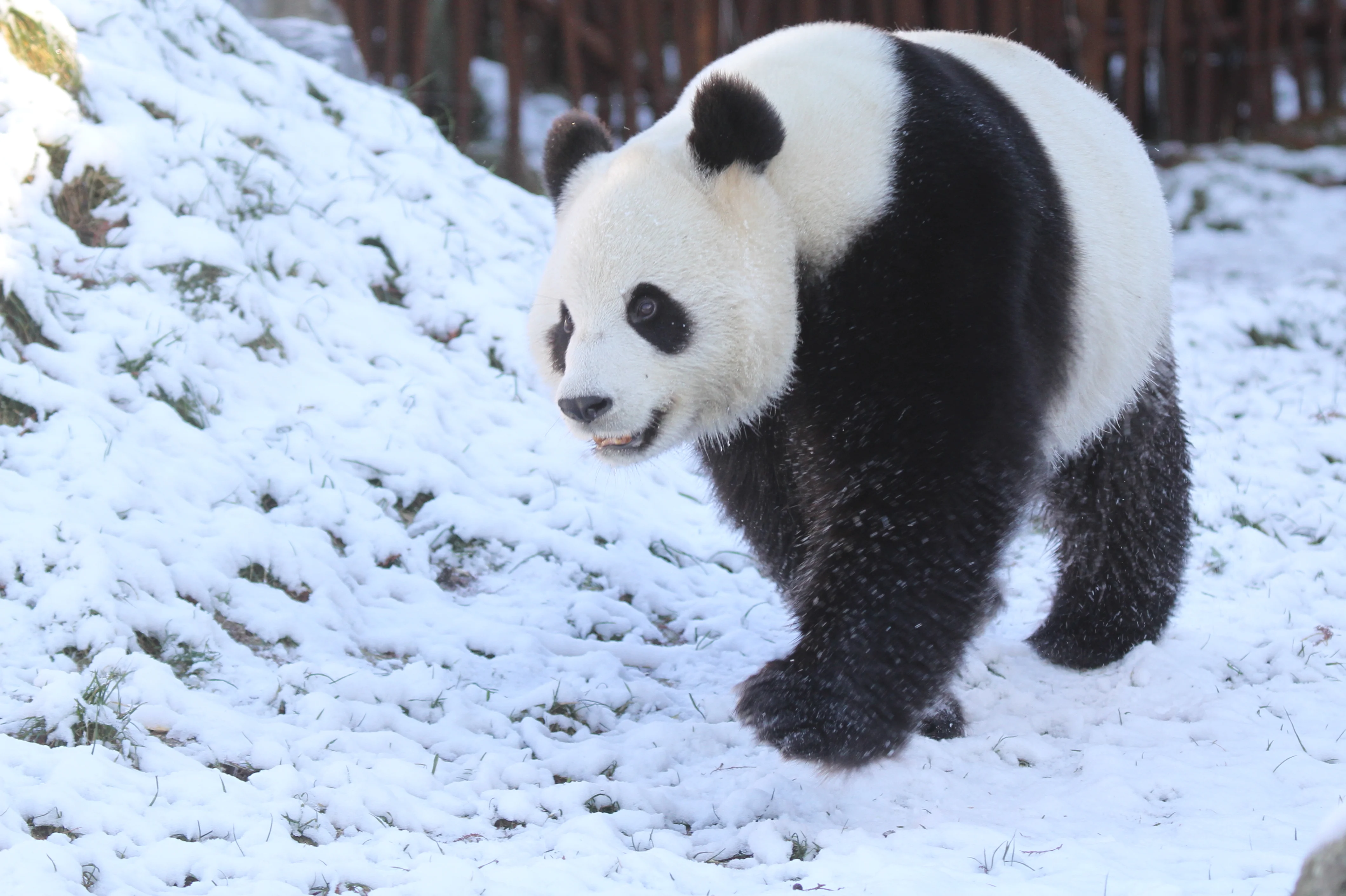 Pairi Daiza