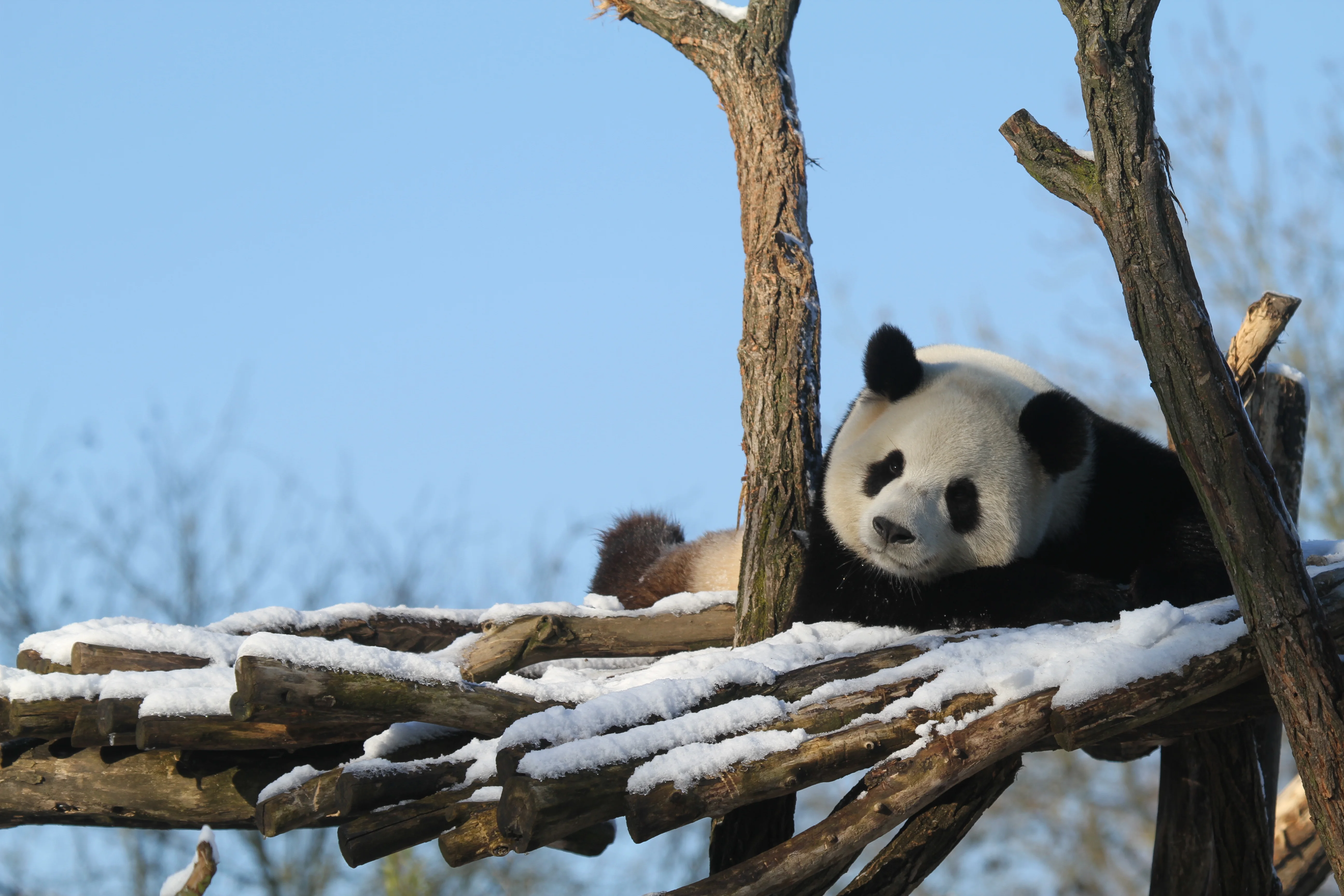 Pairi Daiza