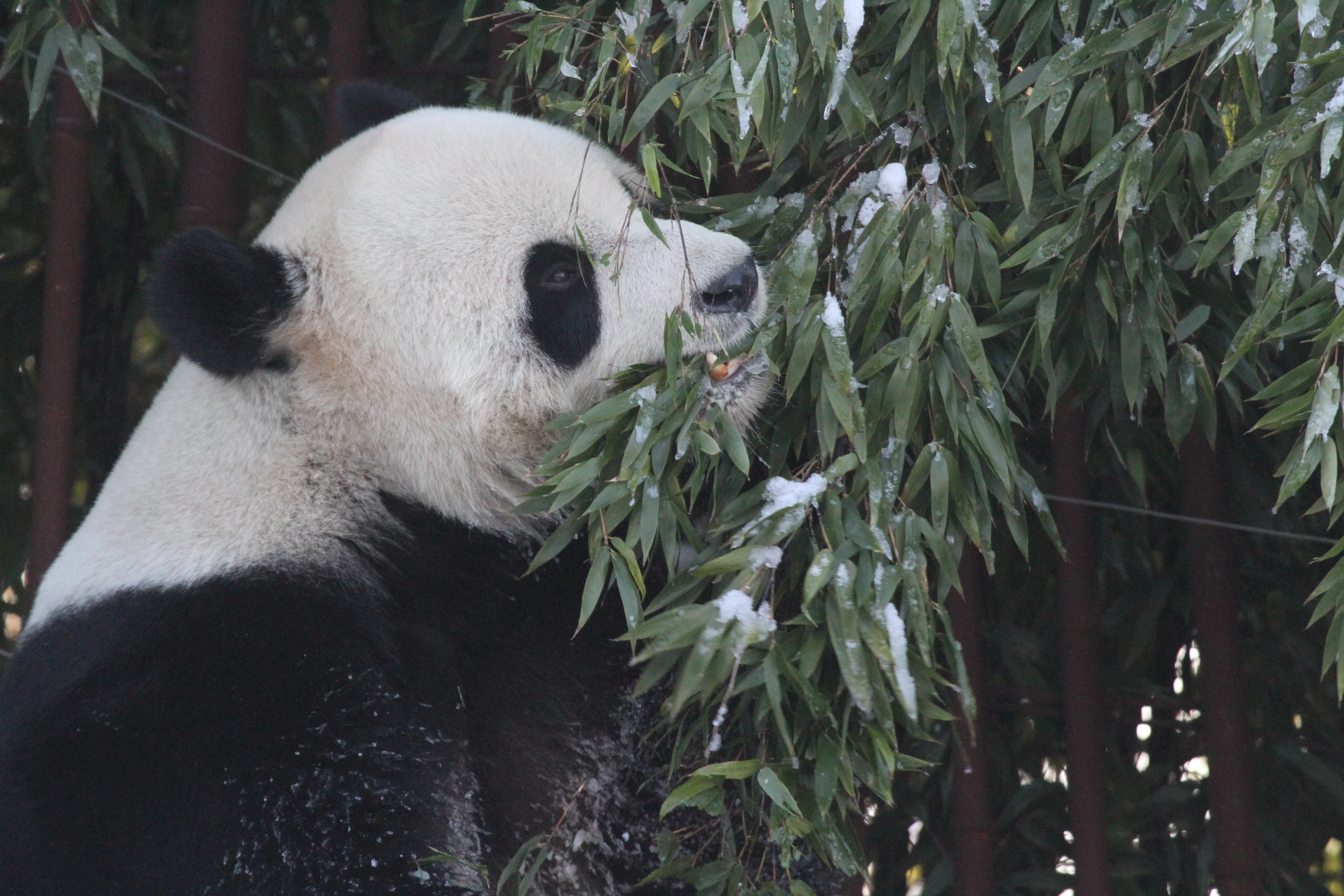 Pairi Daiza