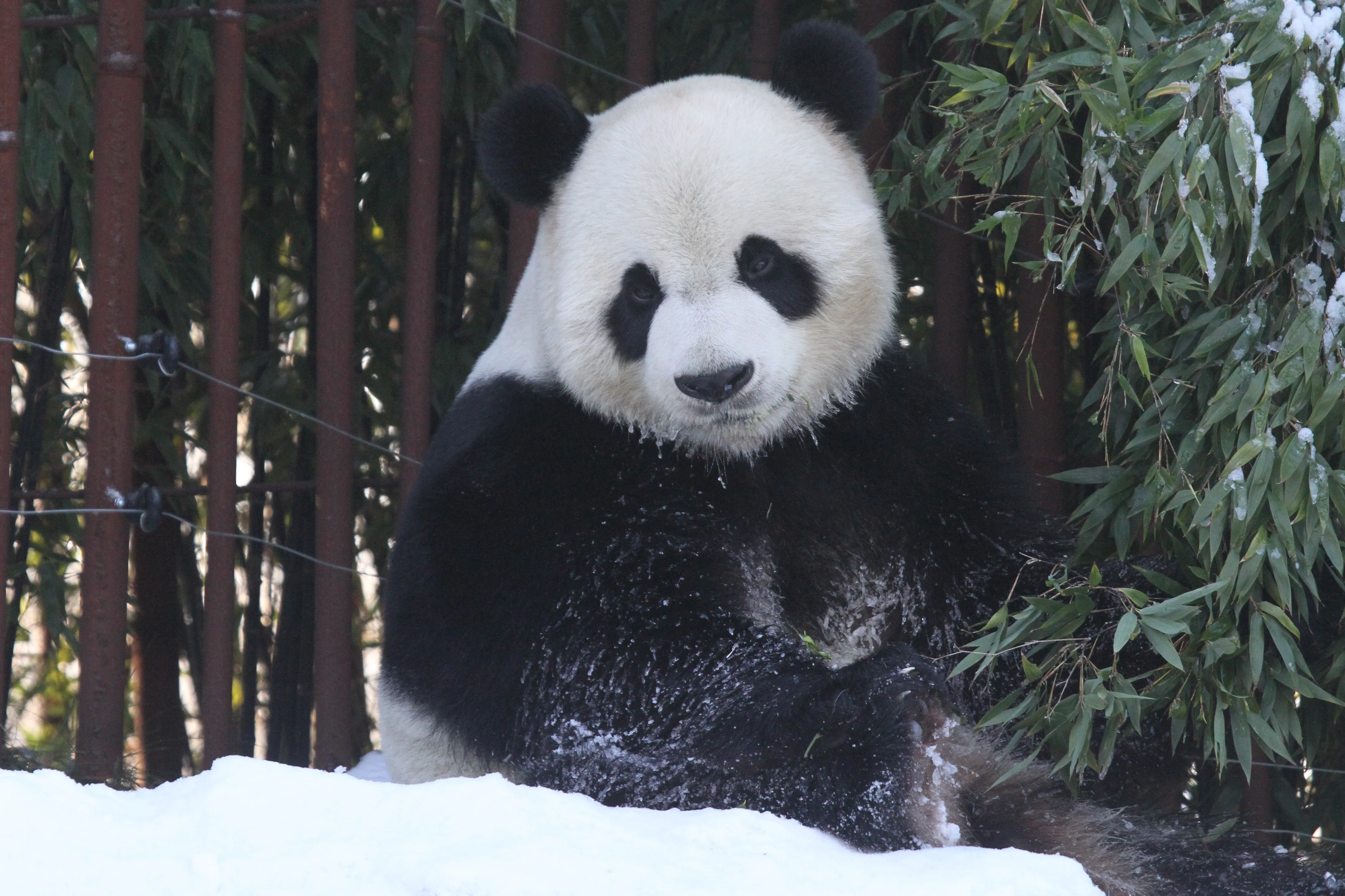 Pairi Daiza