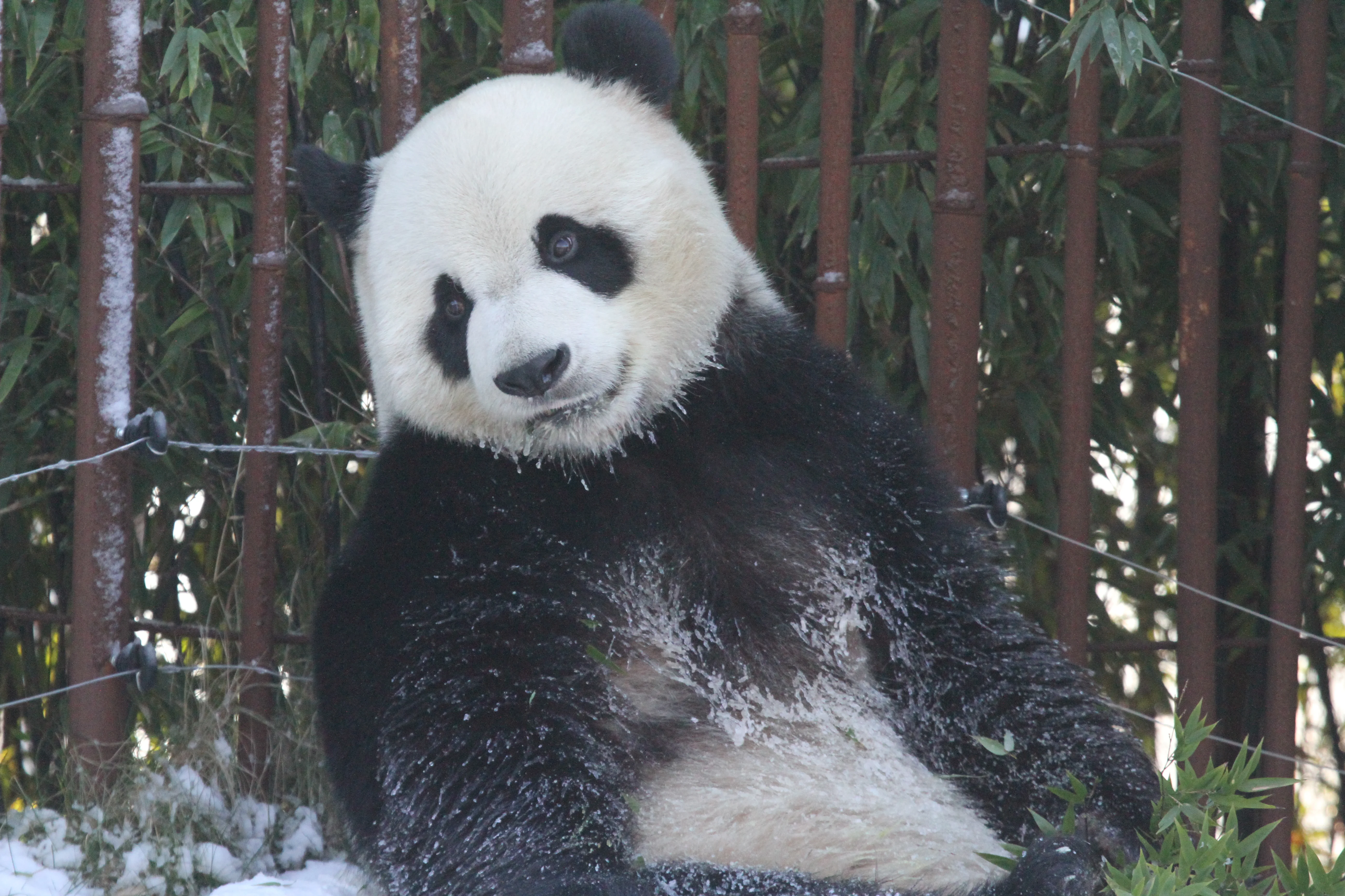 Pairi Daiza