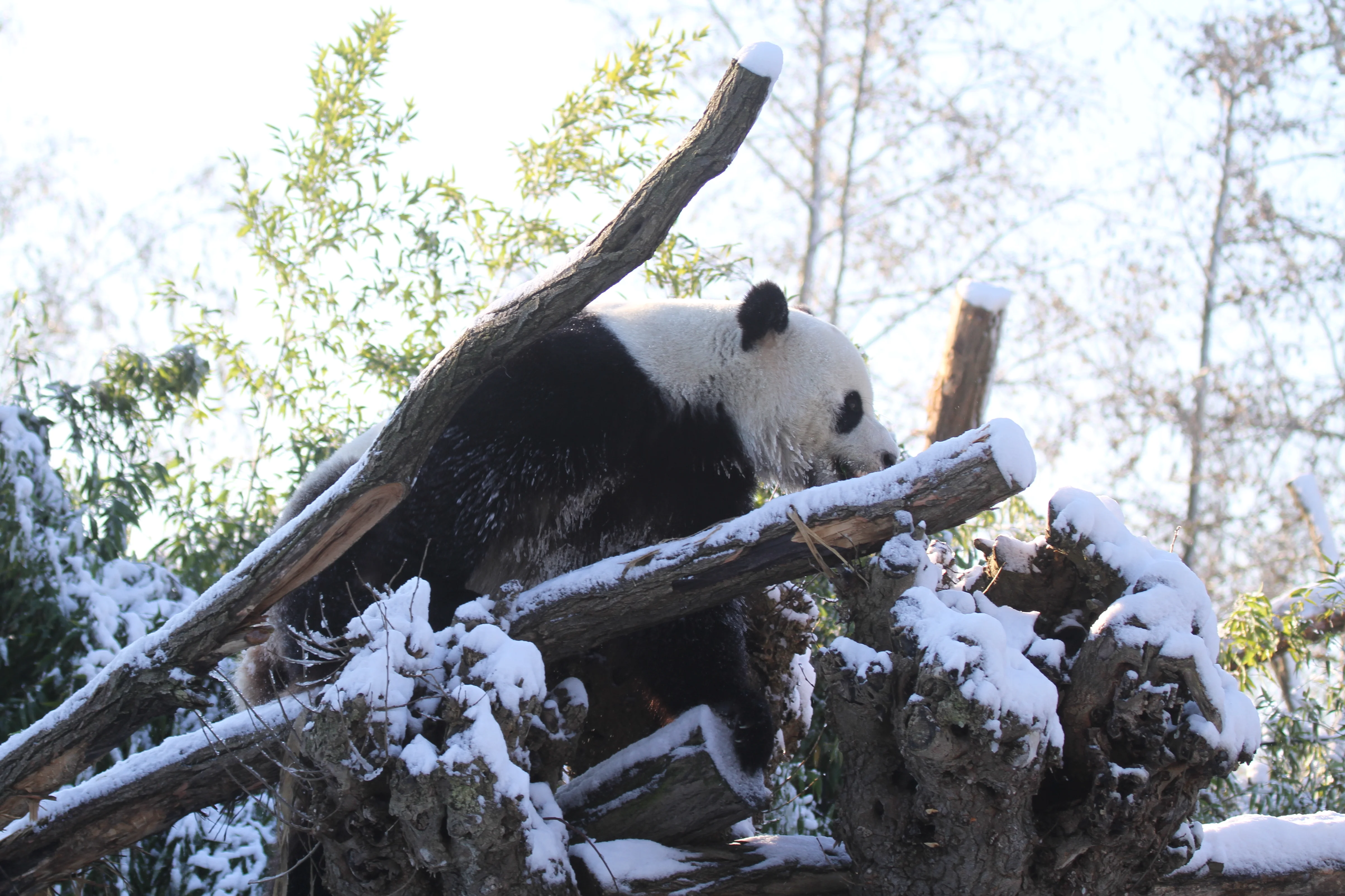 Pairi Daiza
