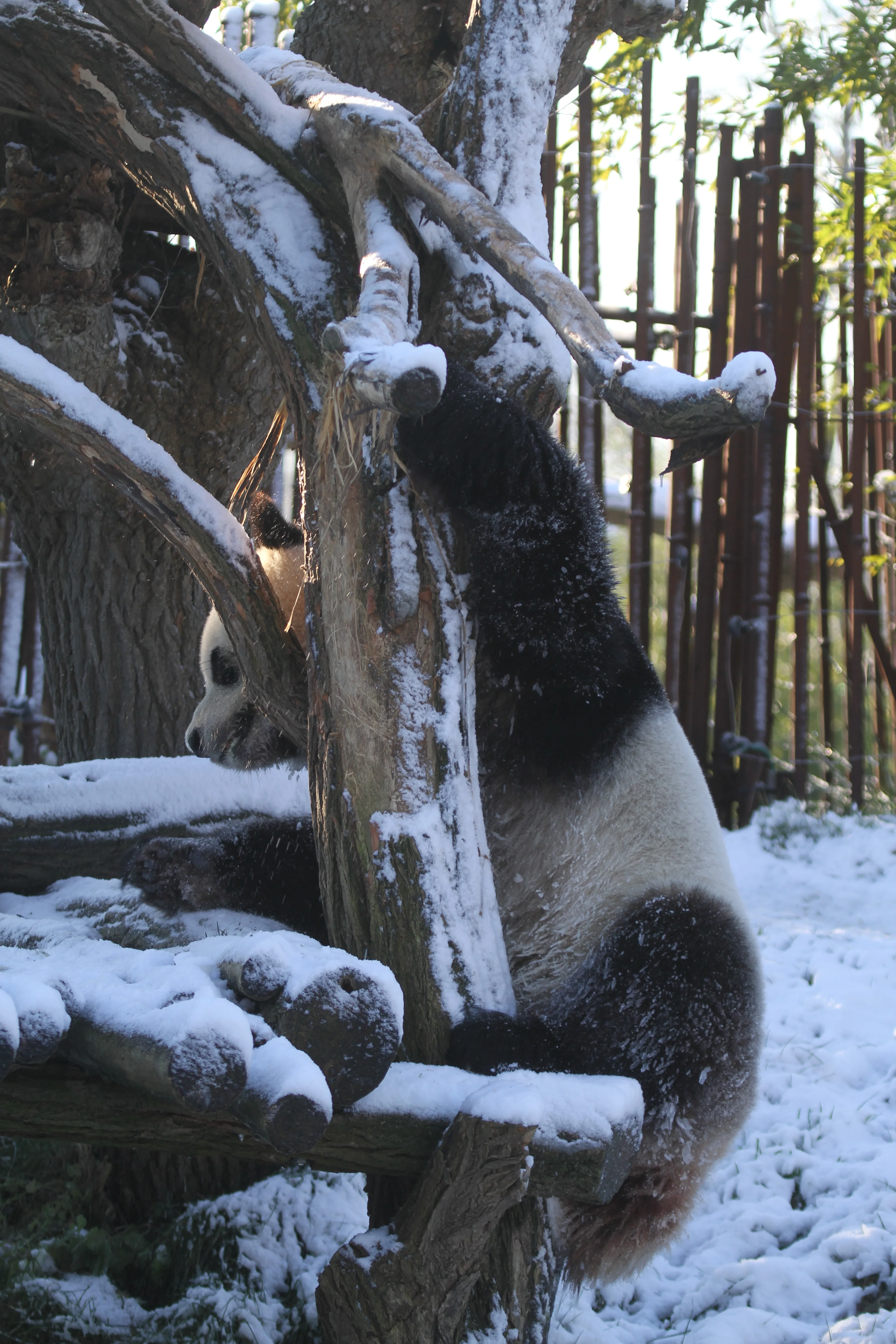 Pairi Daiza