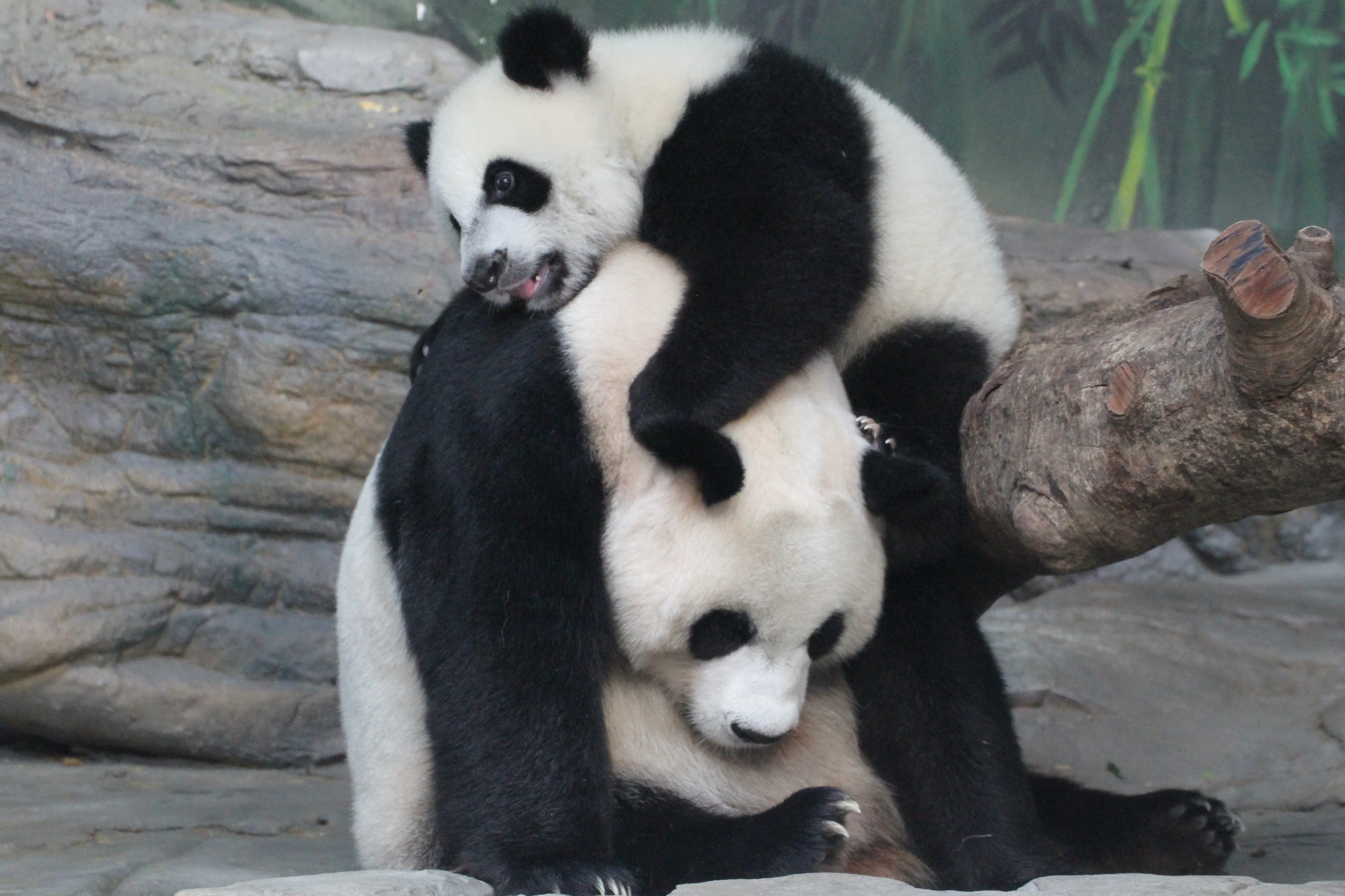 Chimelong Safari Park