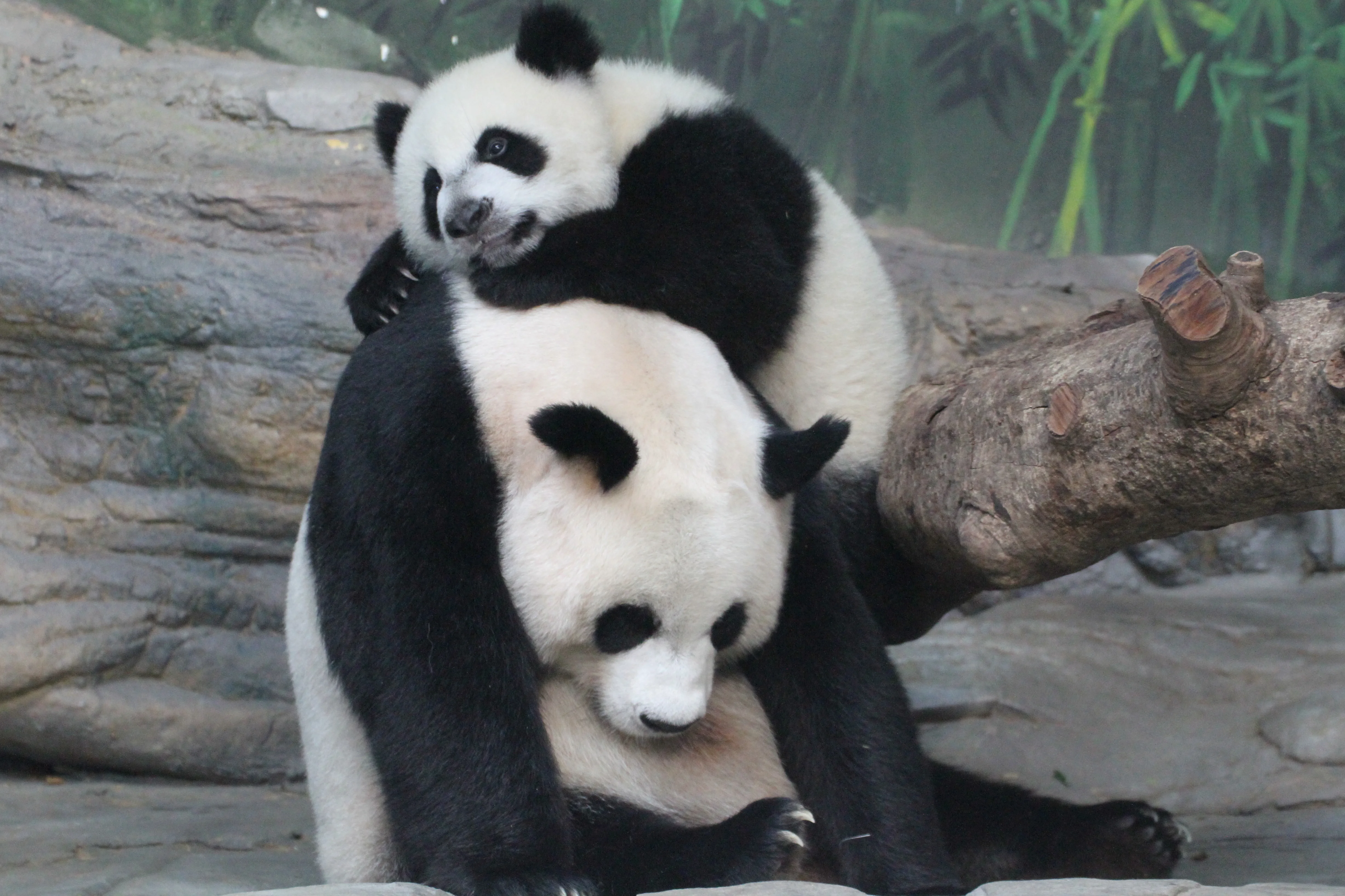 Chimelong Safari Park