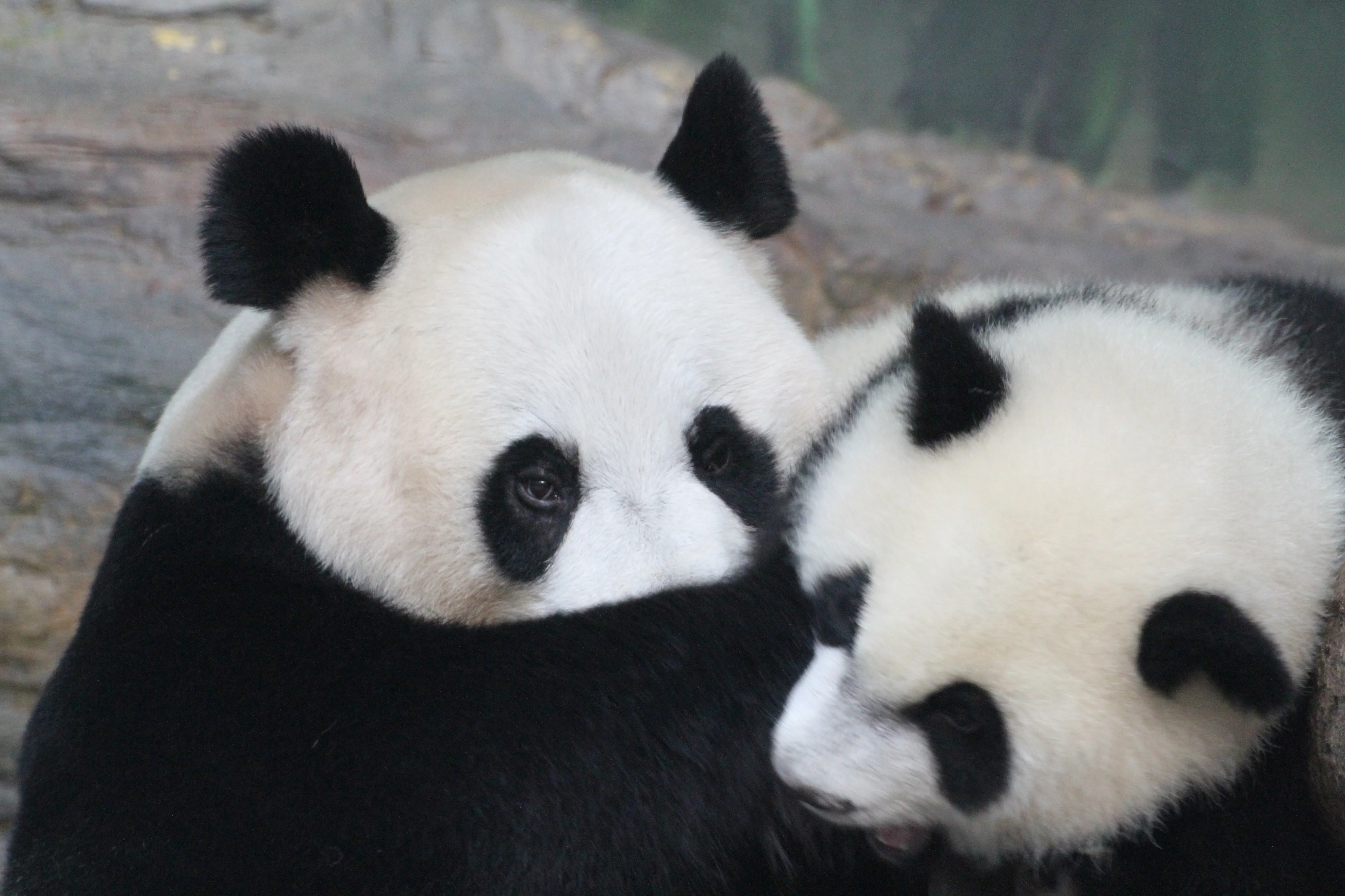 Chimelong Safari Park
