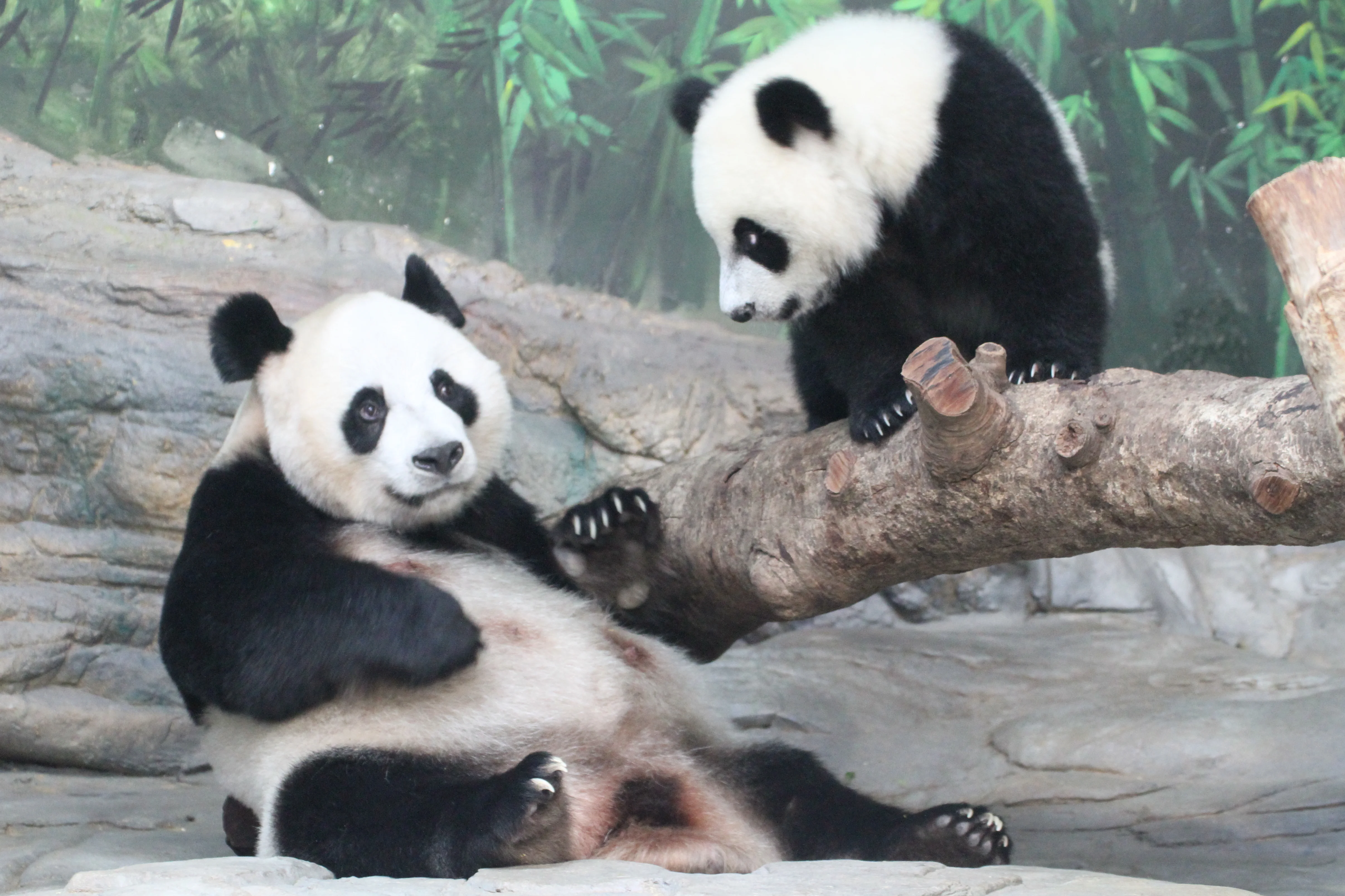 Chimelong Safari Park