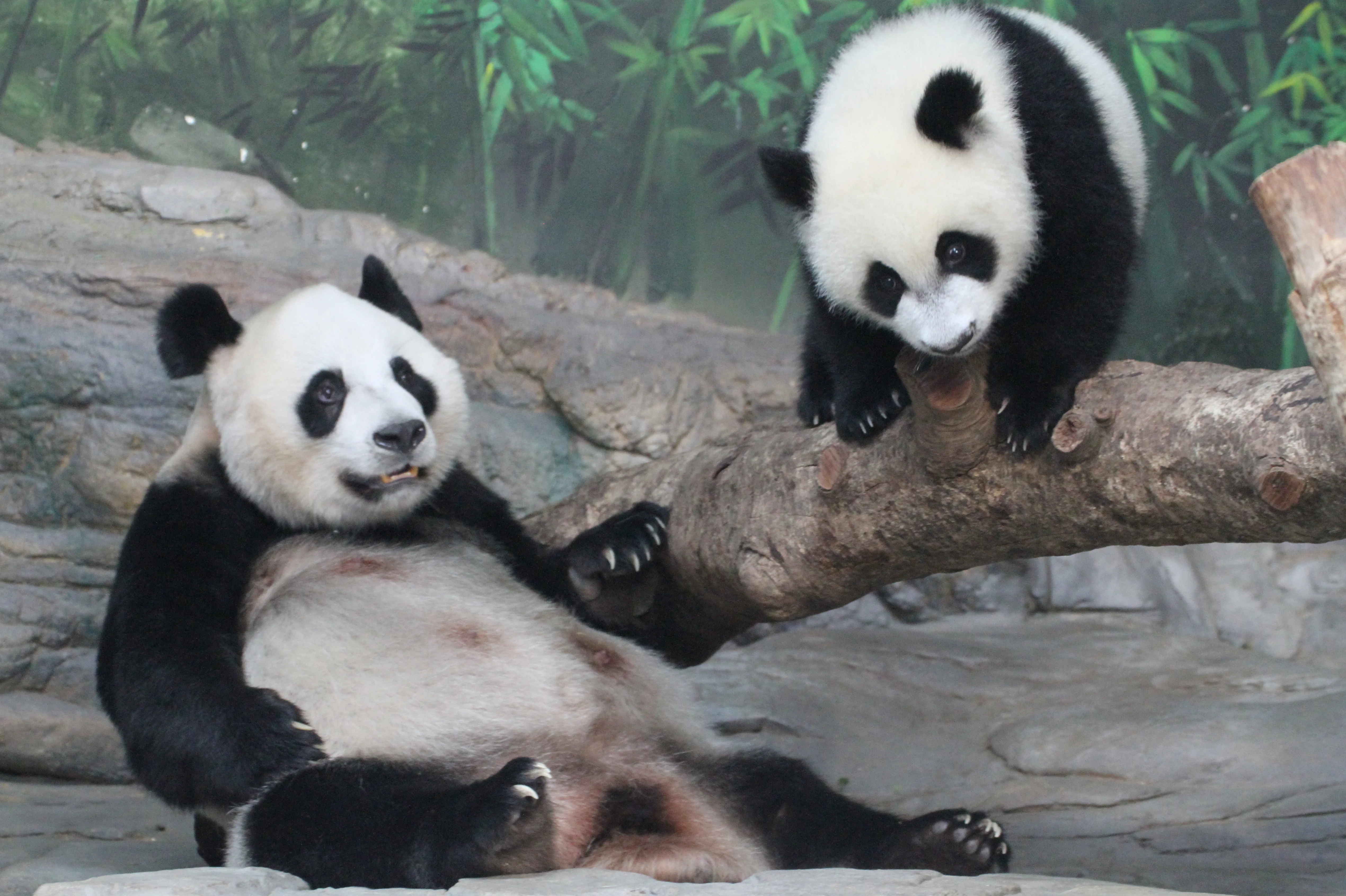Chimelong Safari Park