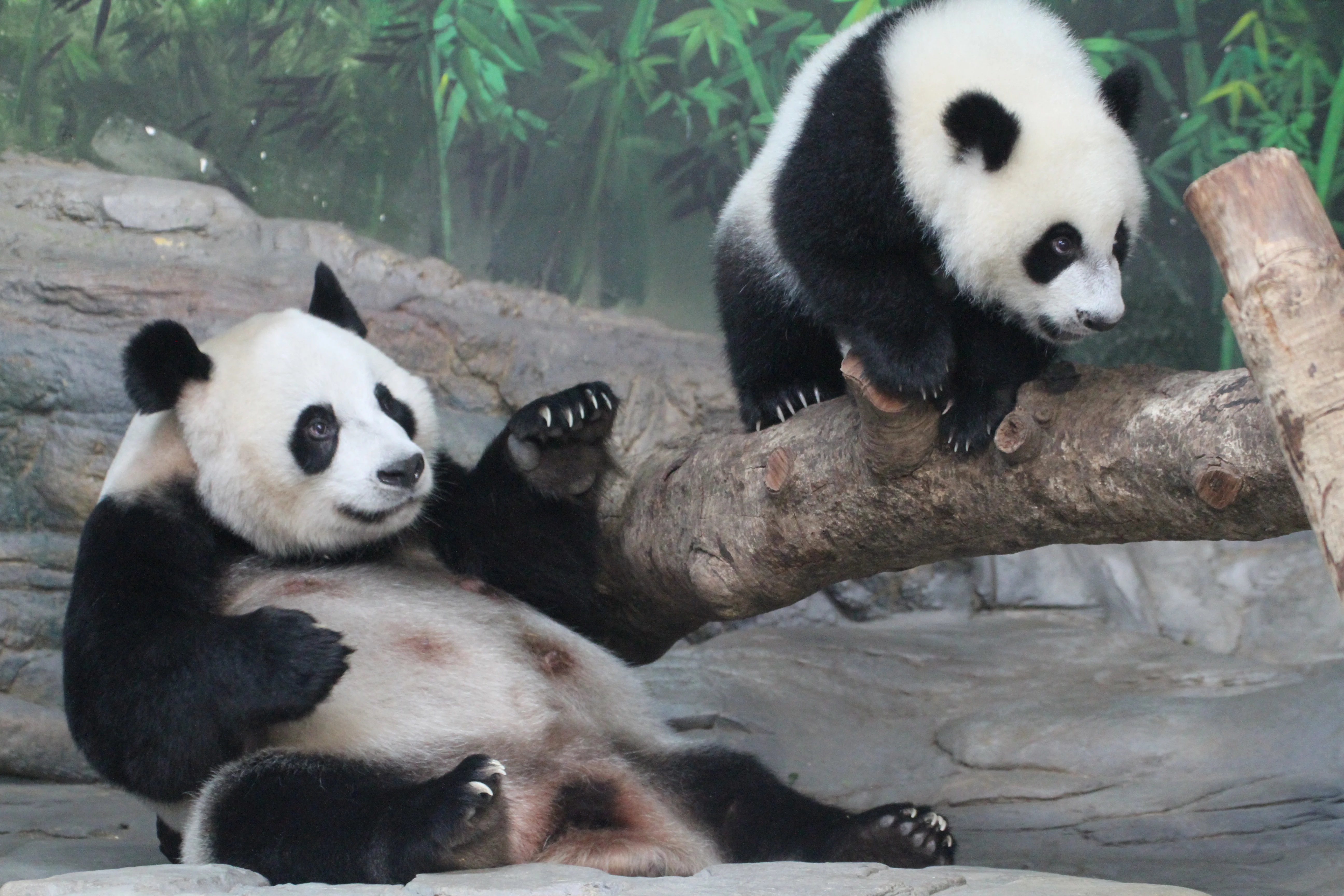 Chimelong Safari Park