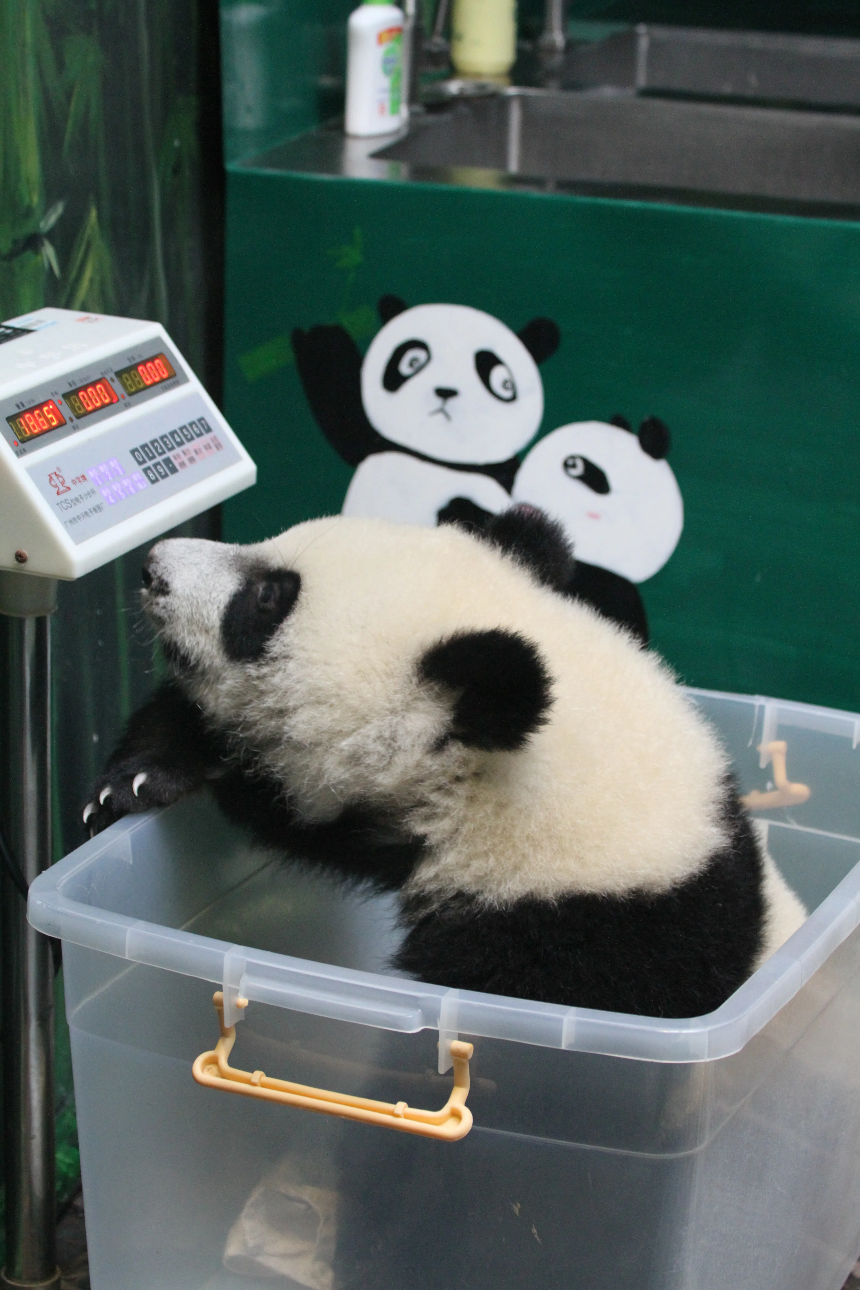 Chimelong Safari Park
