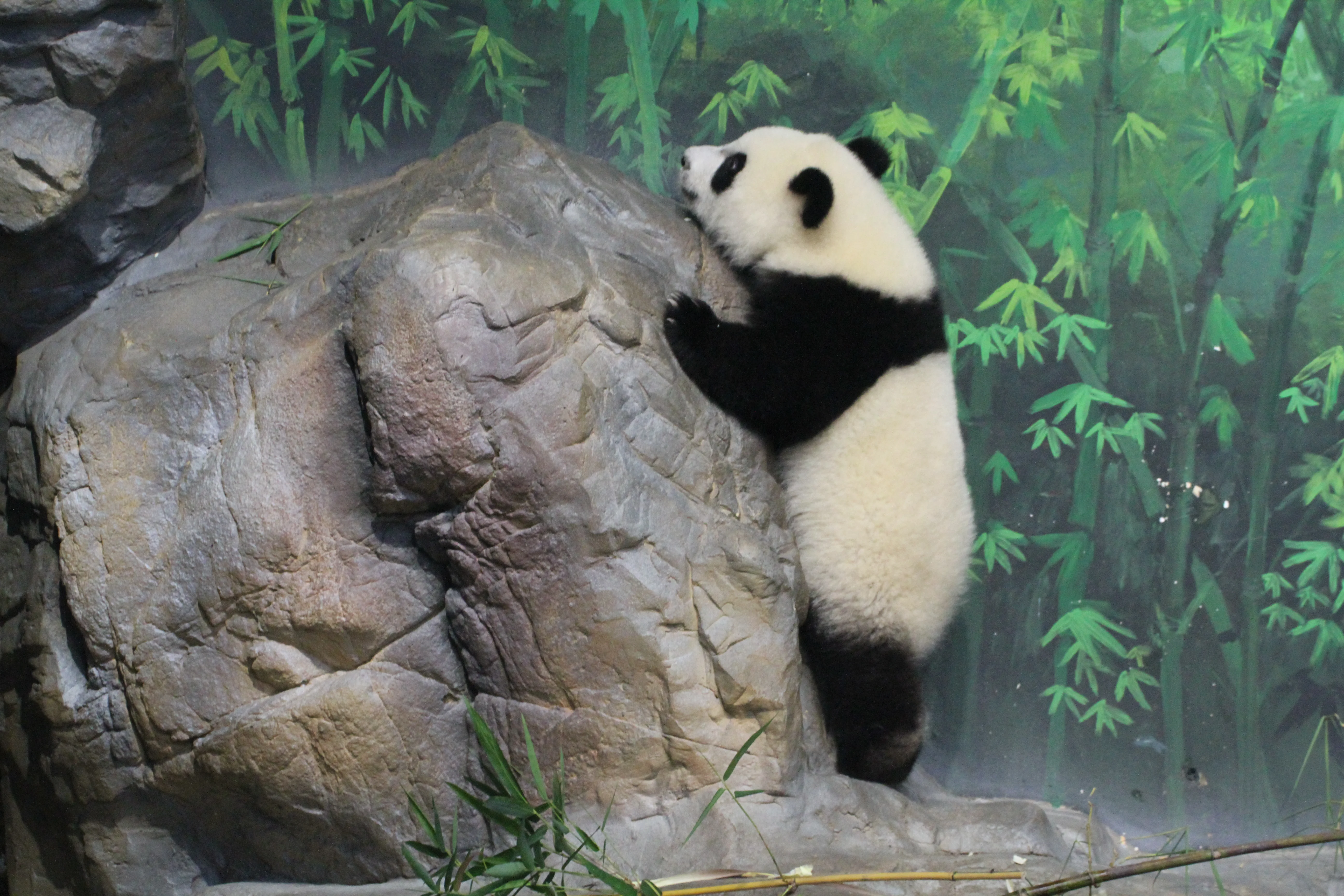 Chimelong Safari Park