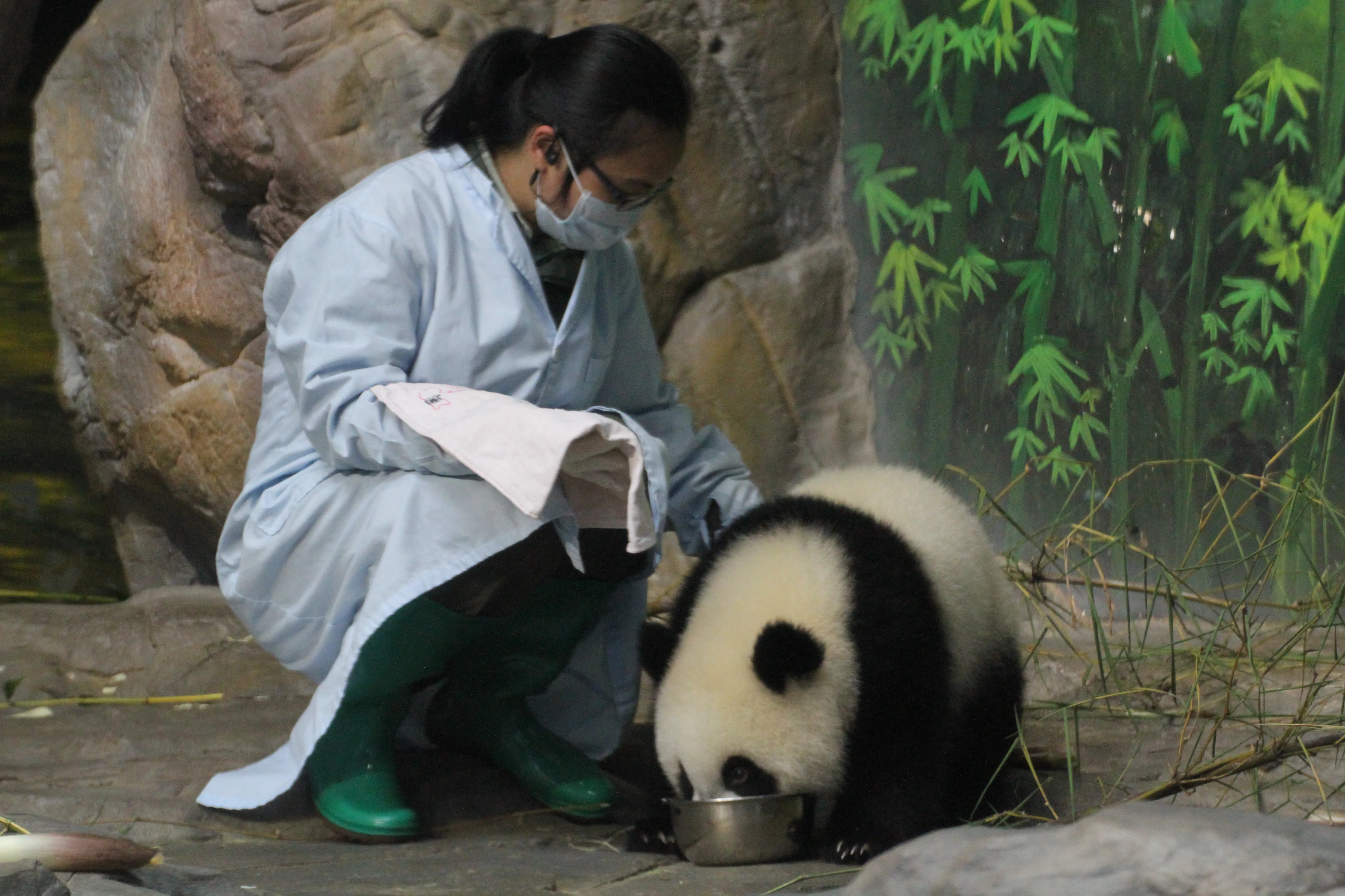 Chimelong Safari Park