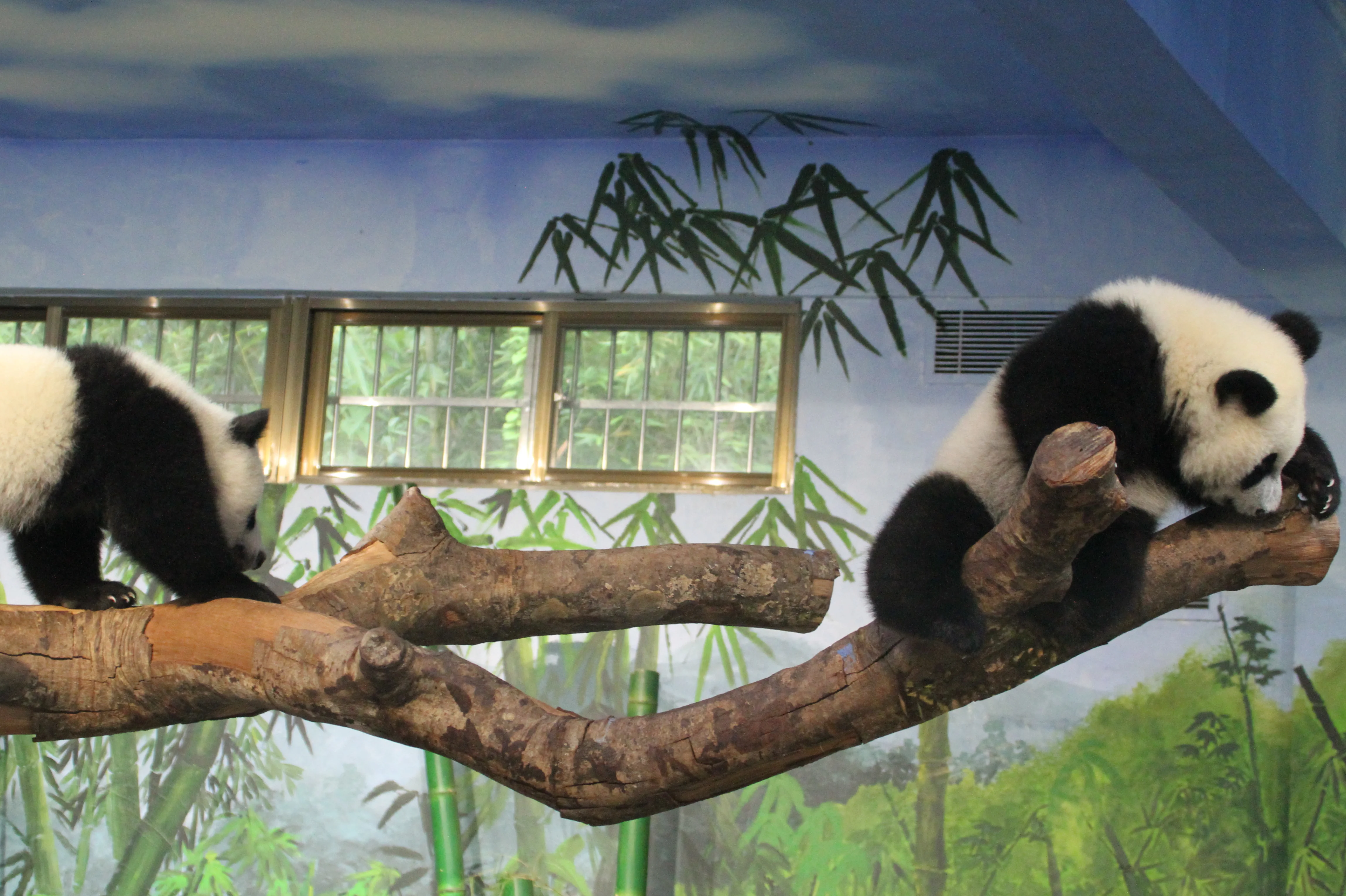 Chimelong Safari Park