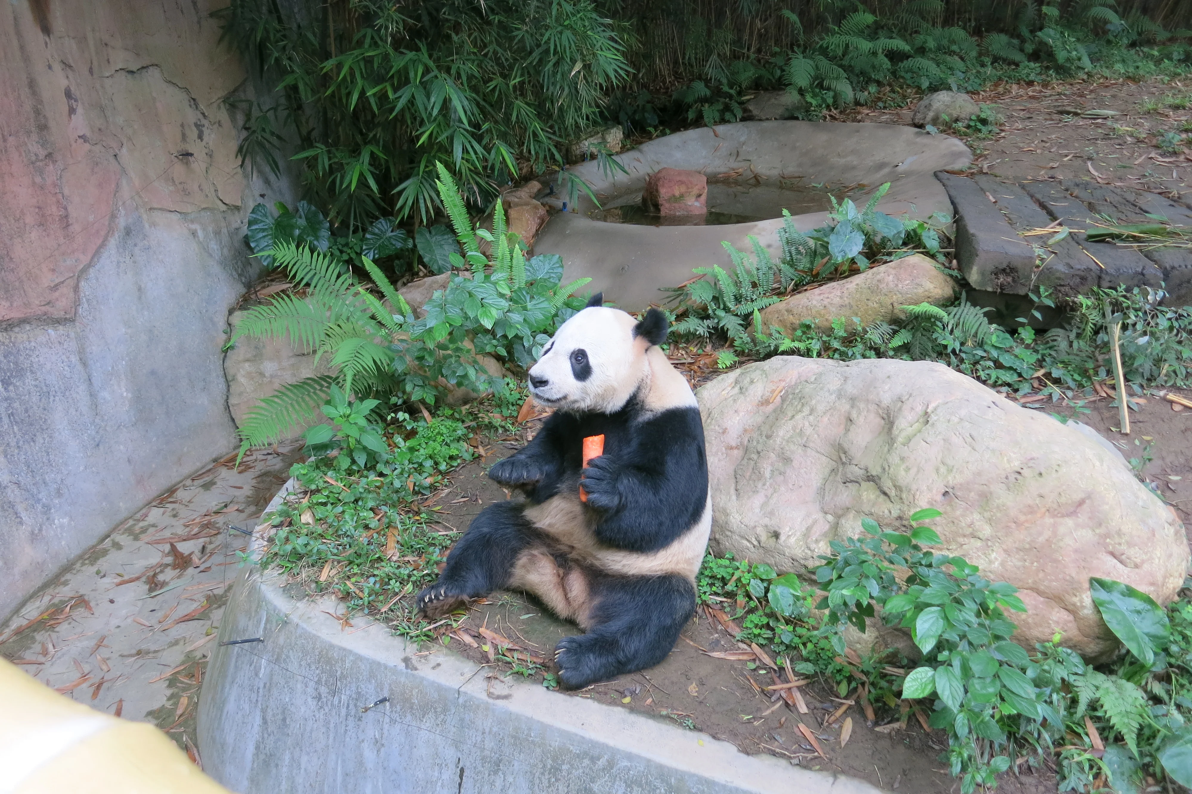 Chimelong Safari Park