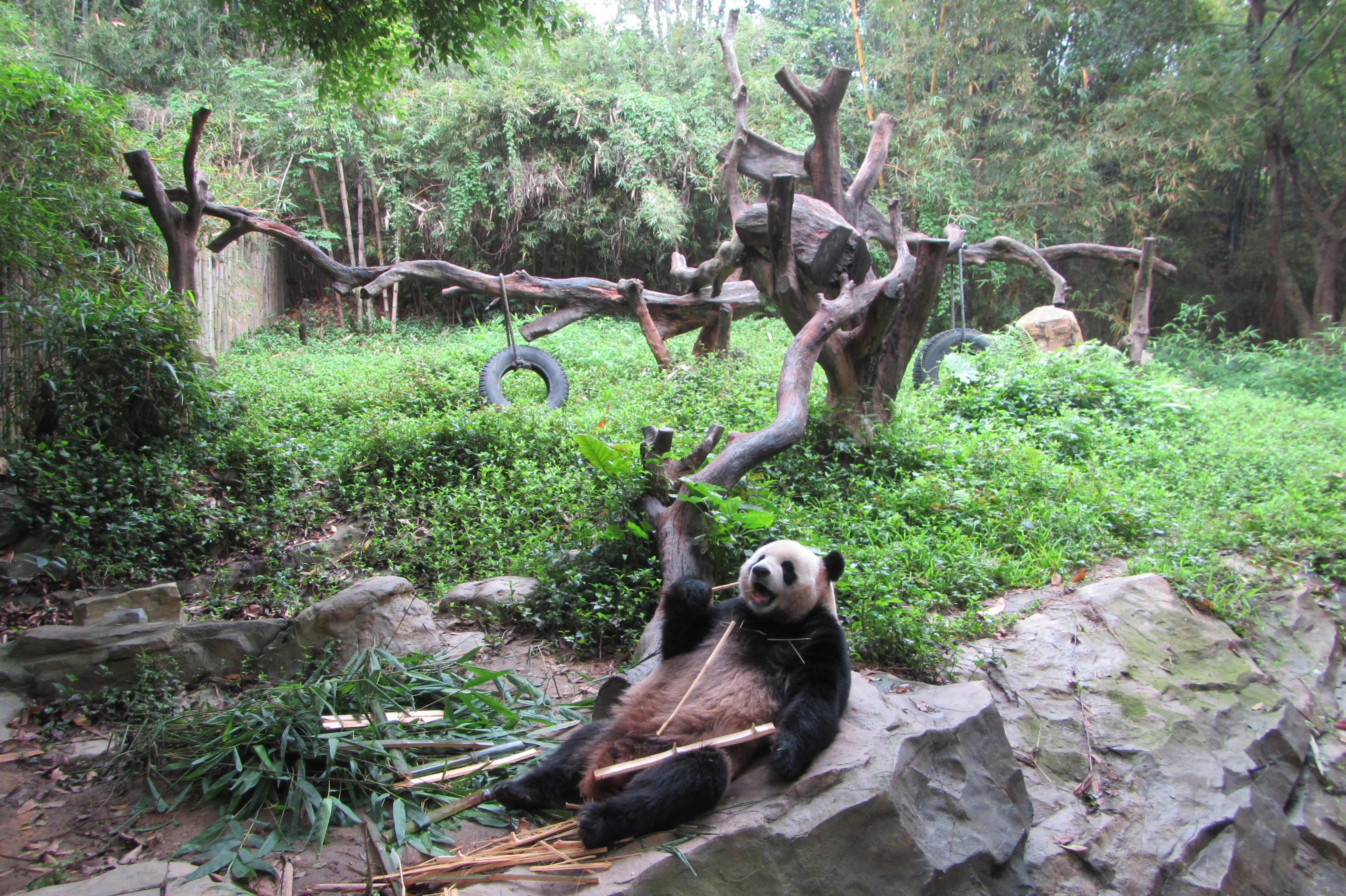 Chimelong Safari Park