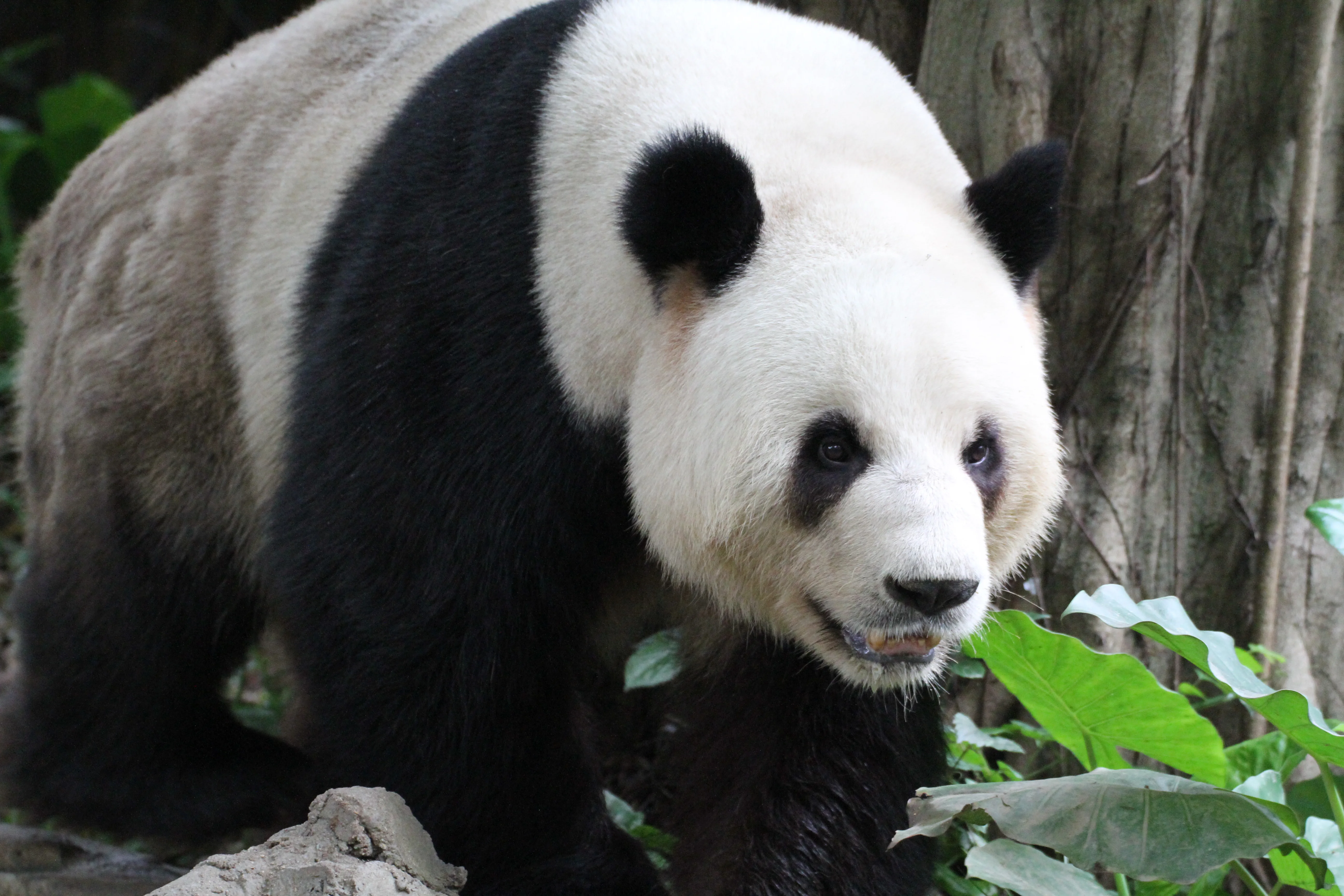 Chimelong Safari Park
