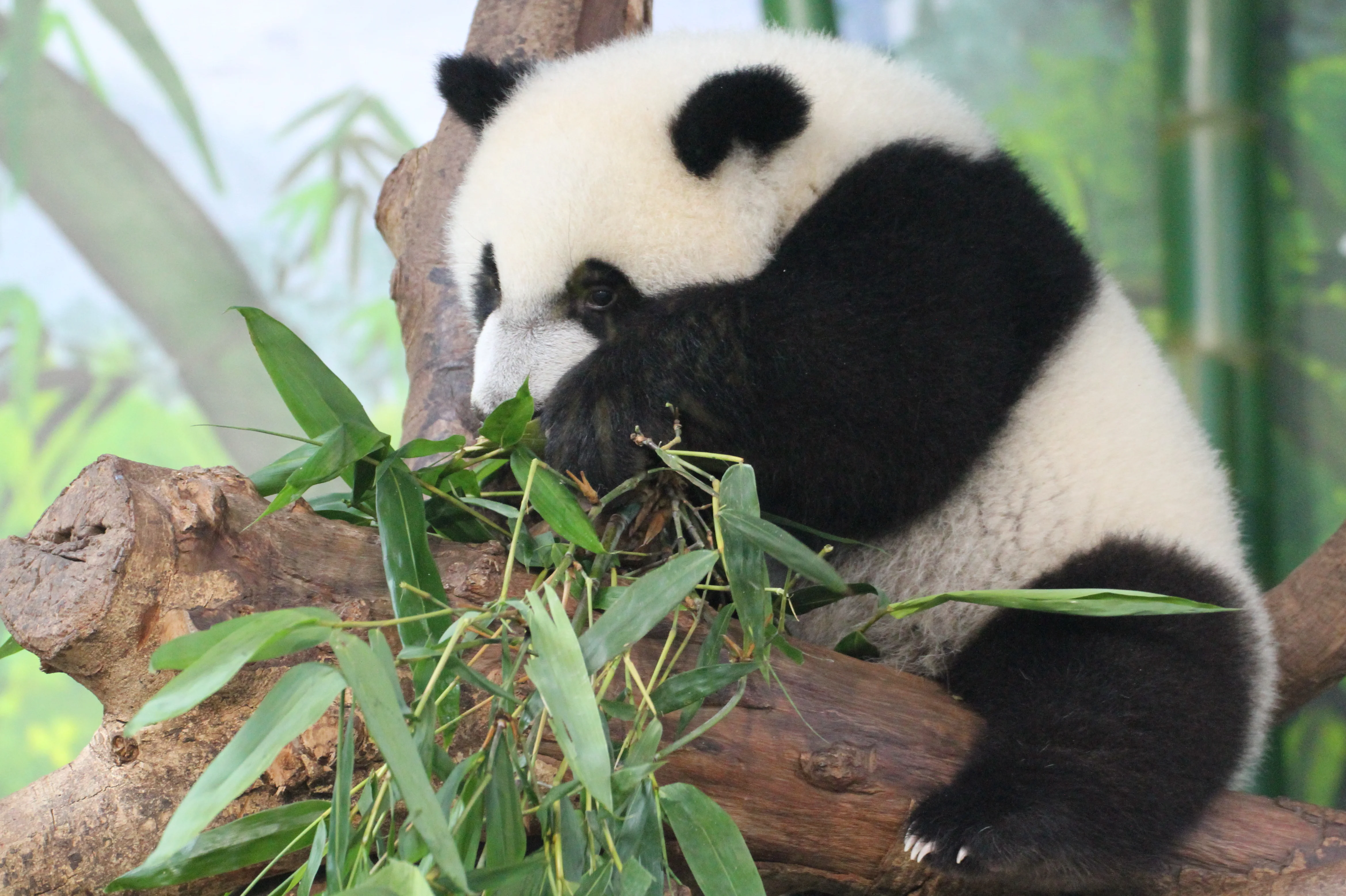 Chimelong Safari Park