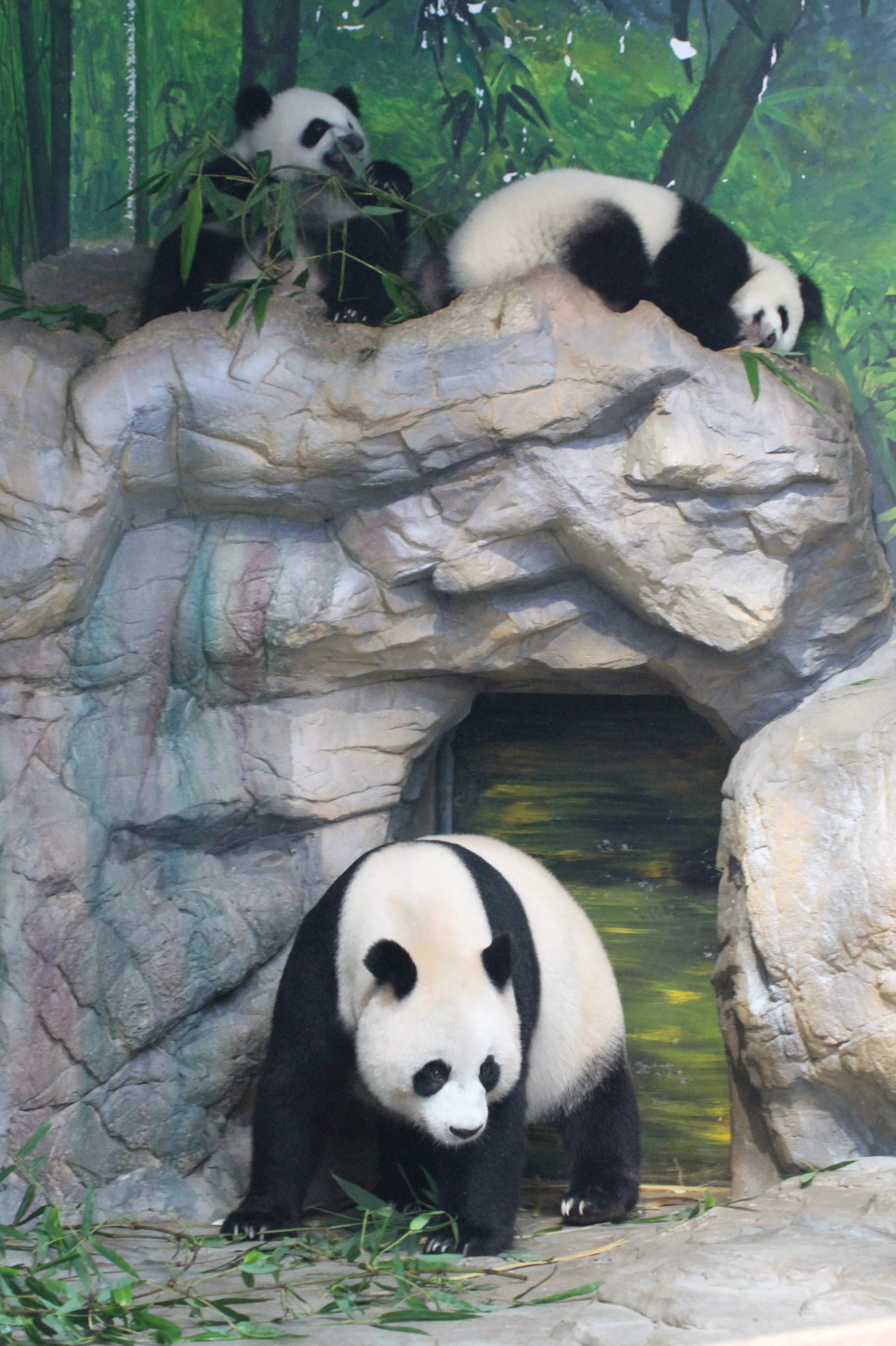 Chimelong Safari Park