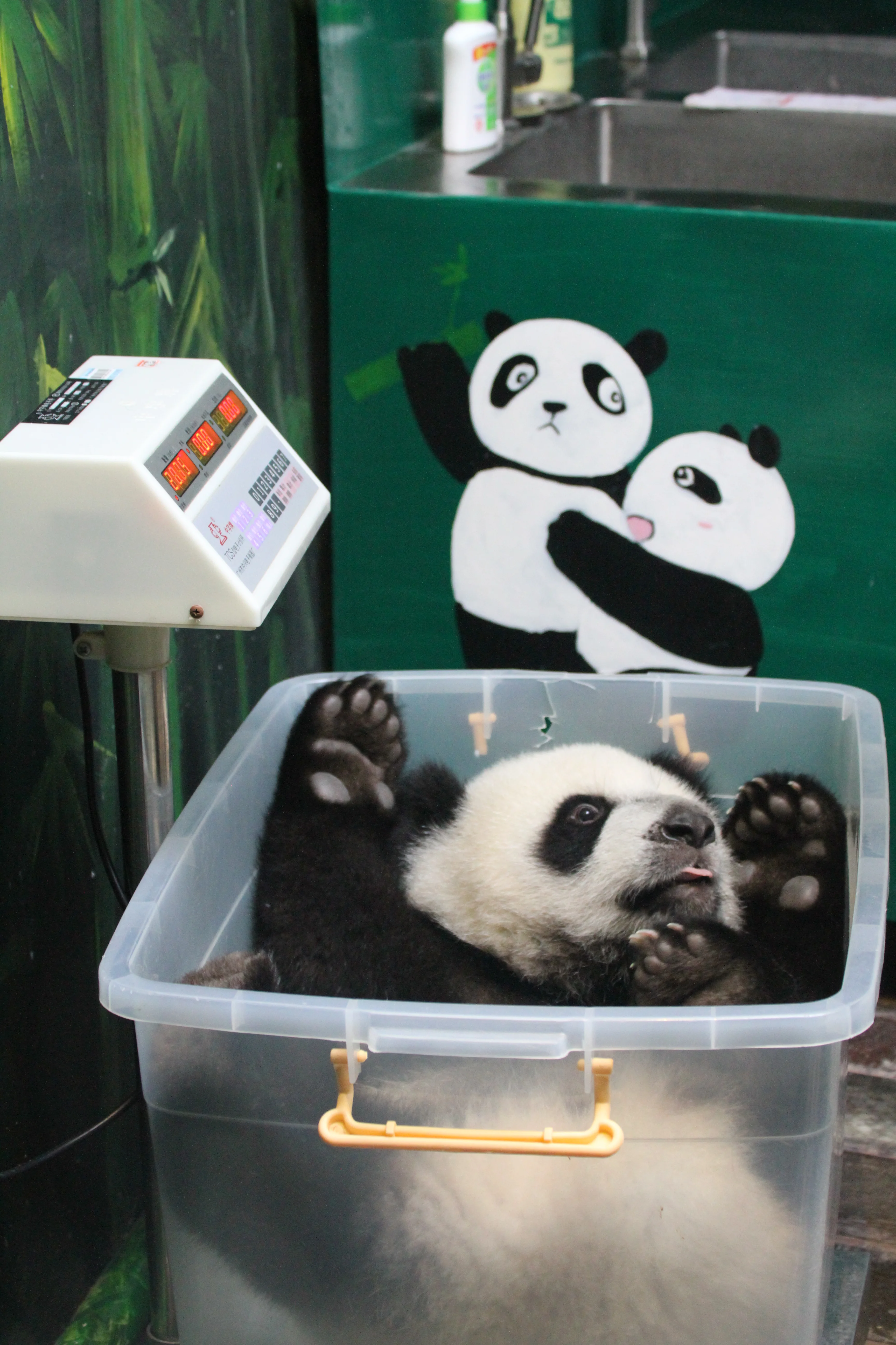 Chimelong Safari Park