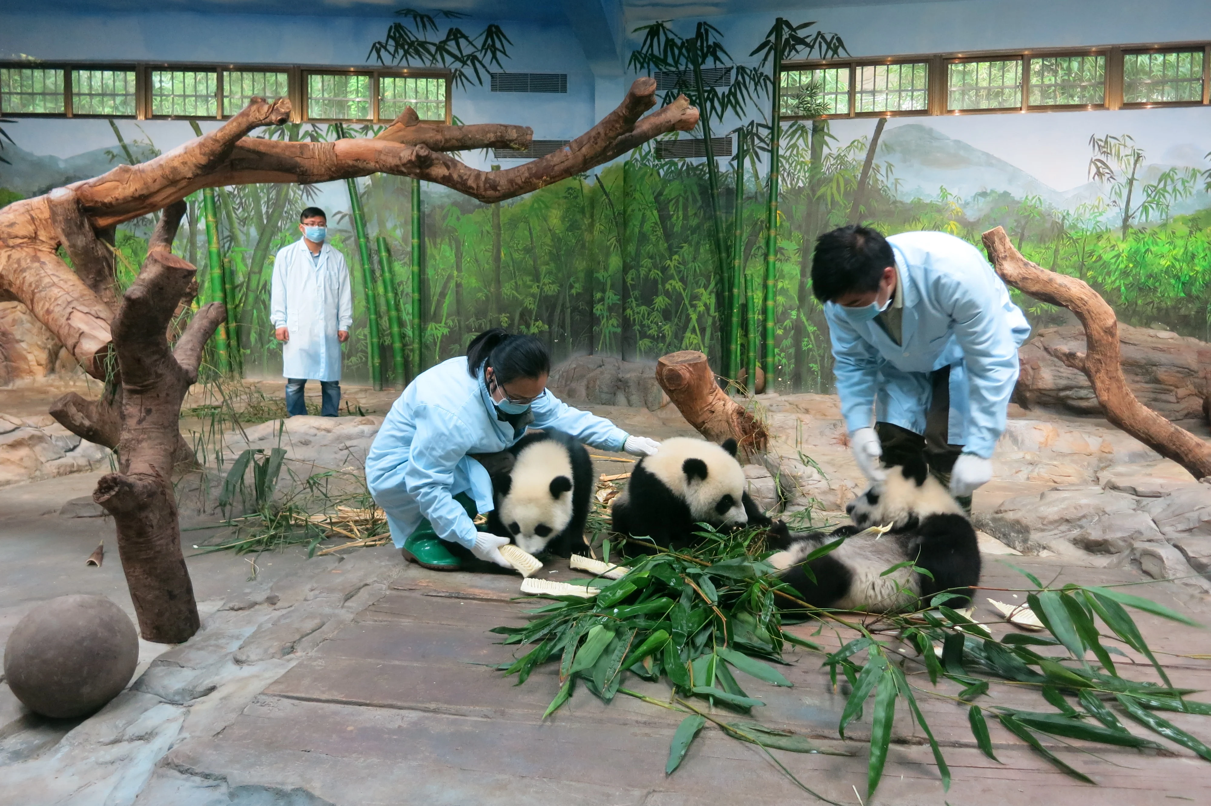 Chimelong Safari Park
