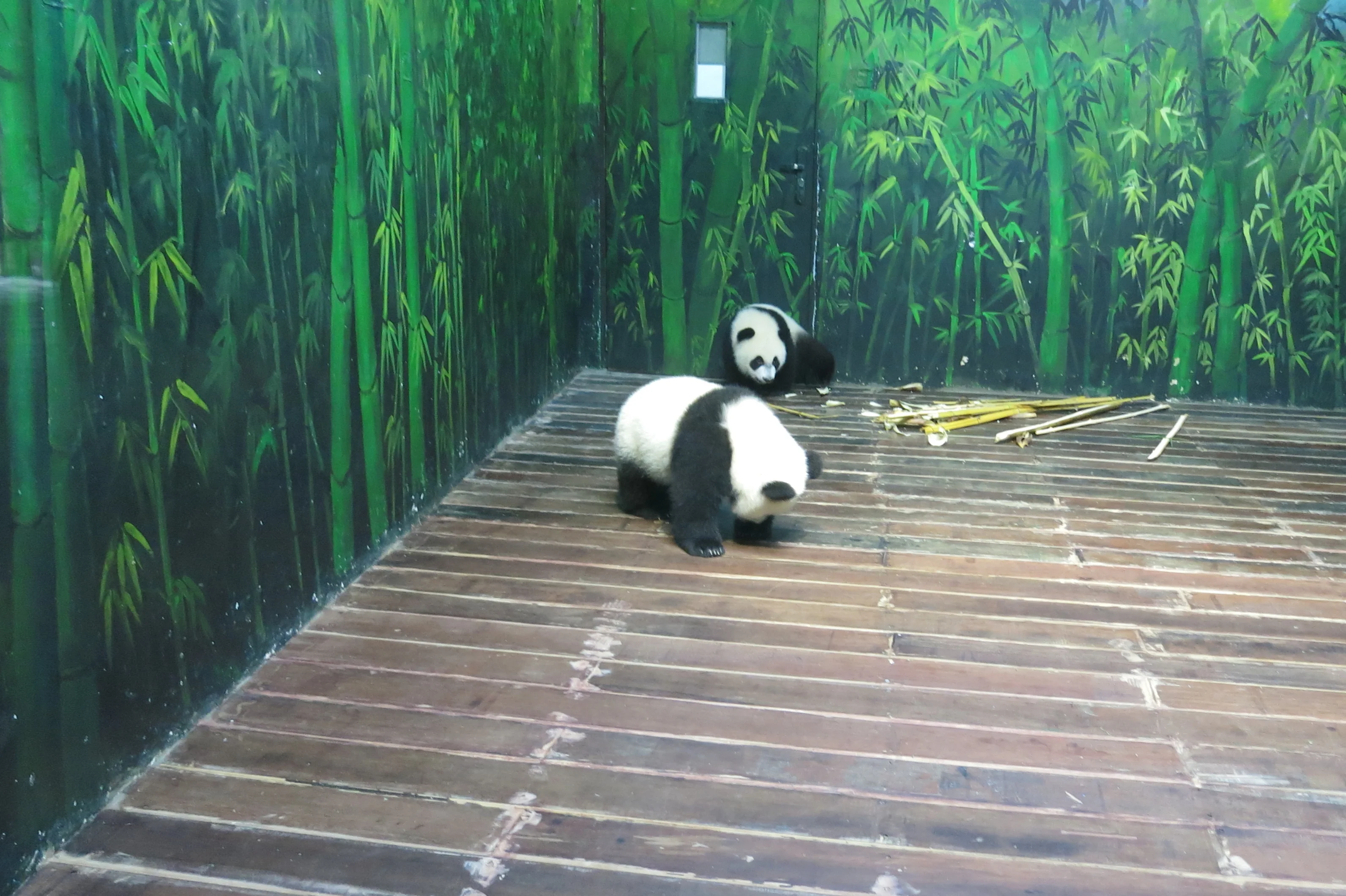 Chimelong Safari Park