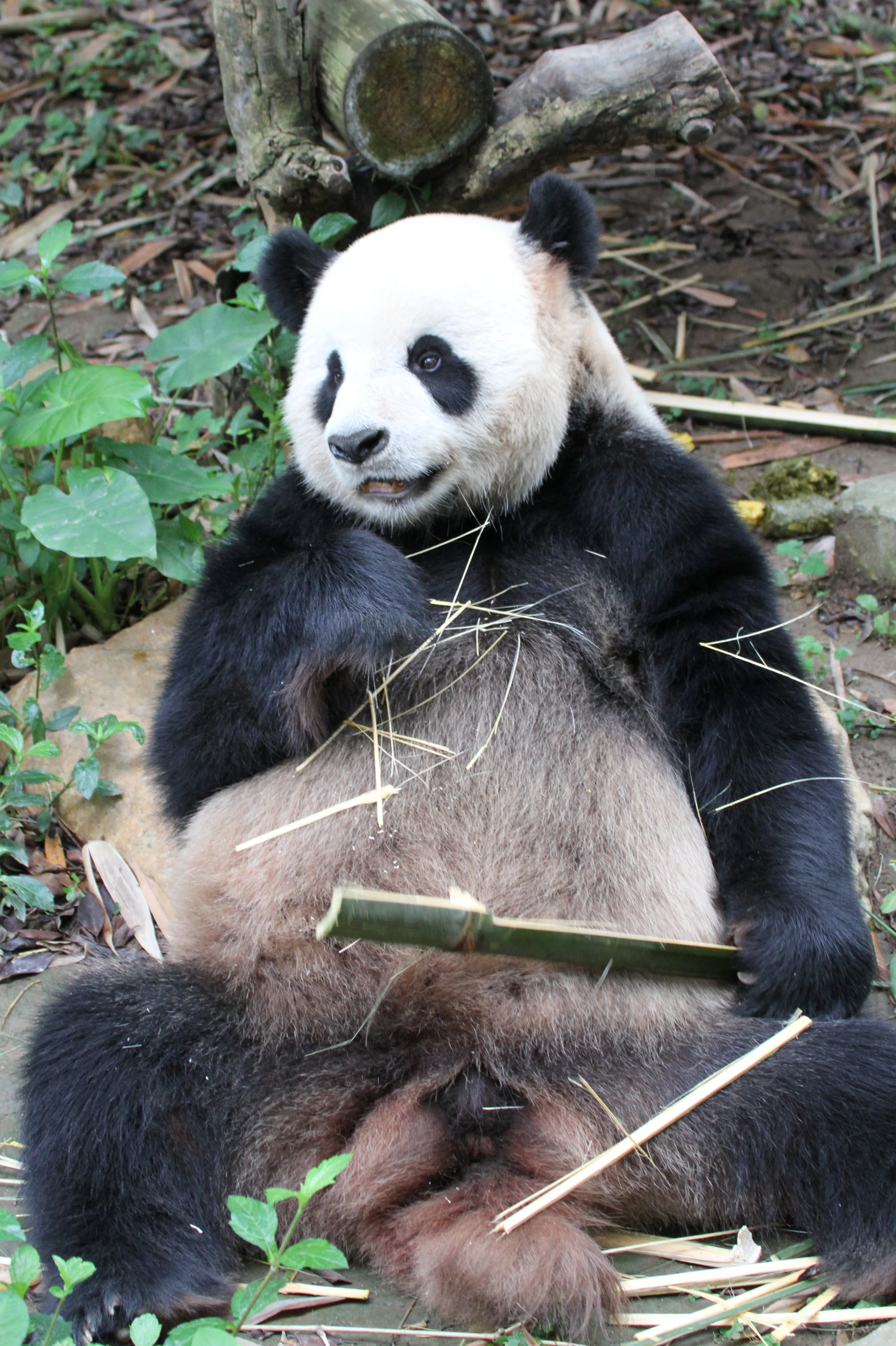 Chimelong Safari Park