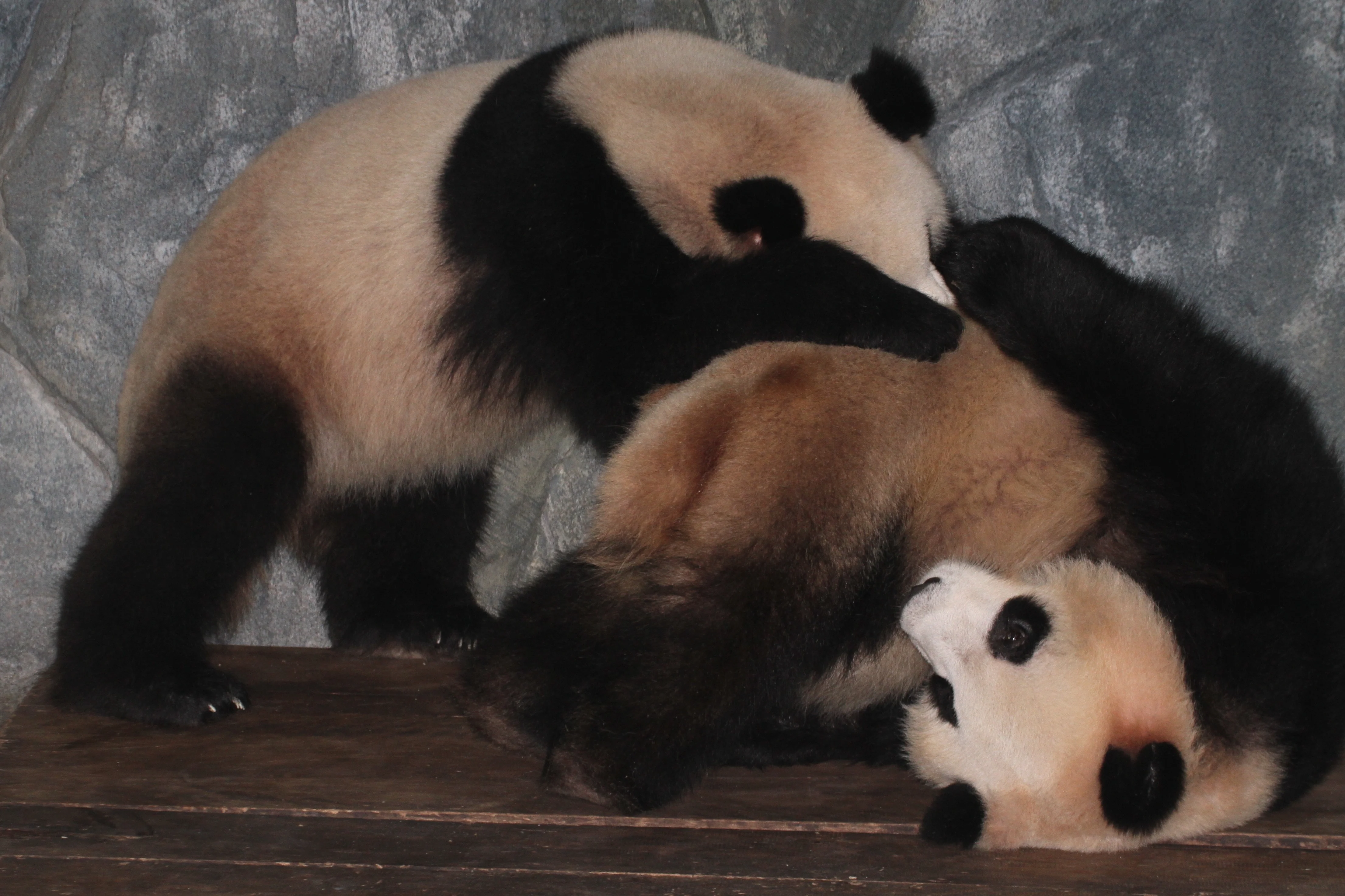 Shenzhen Safari Park