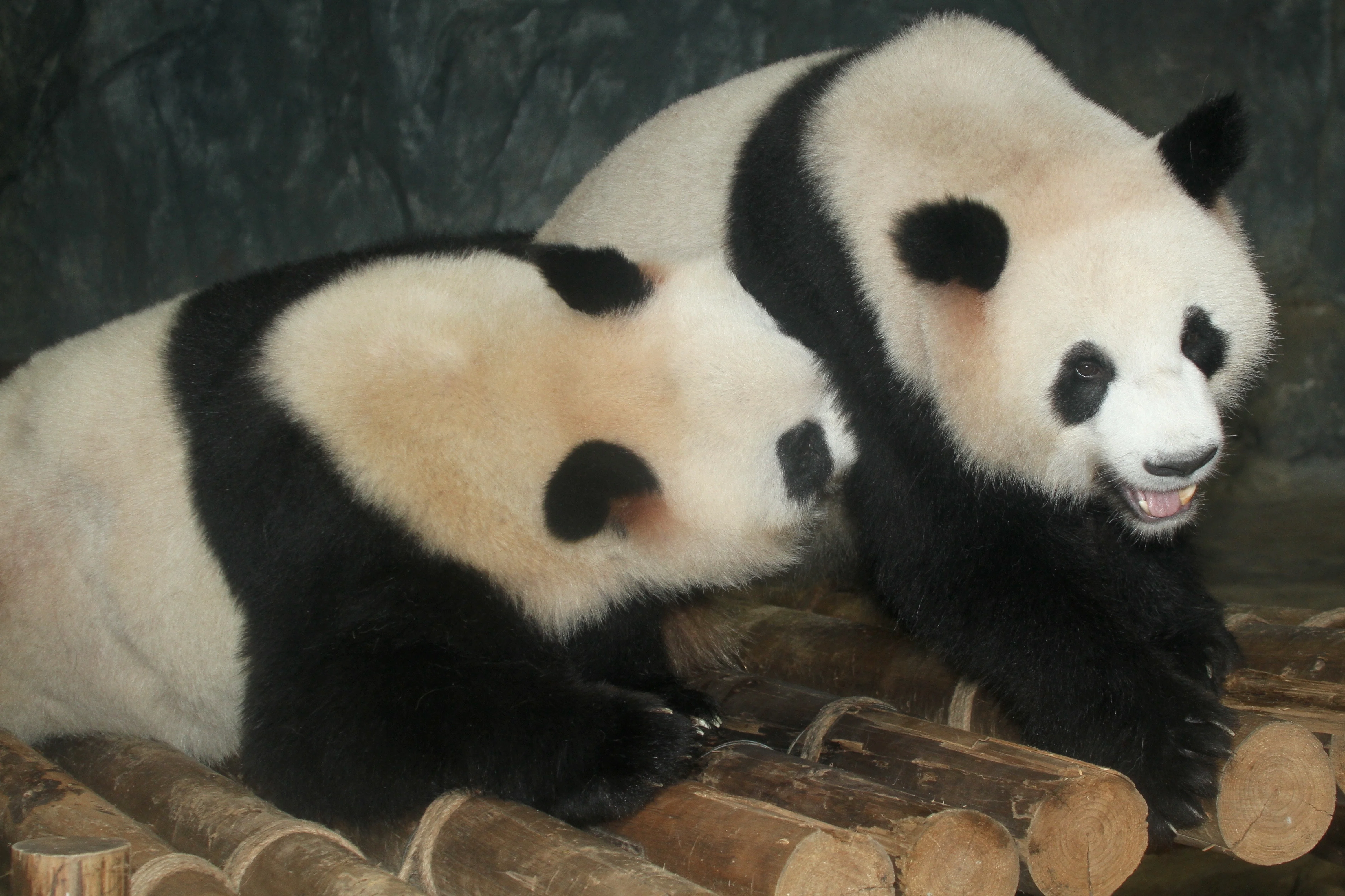 Shenzhen Safari Park