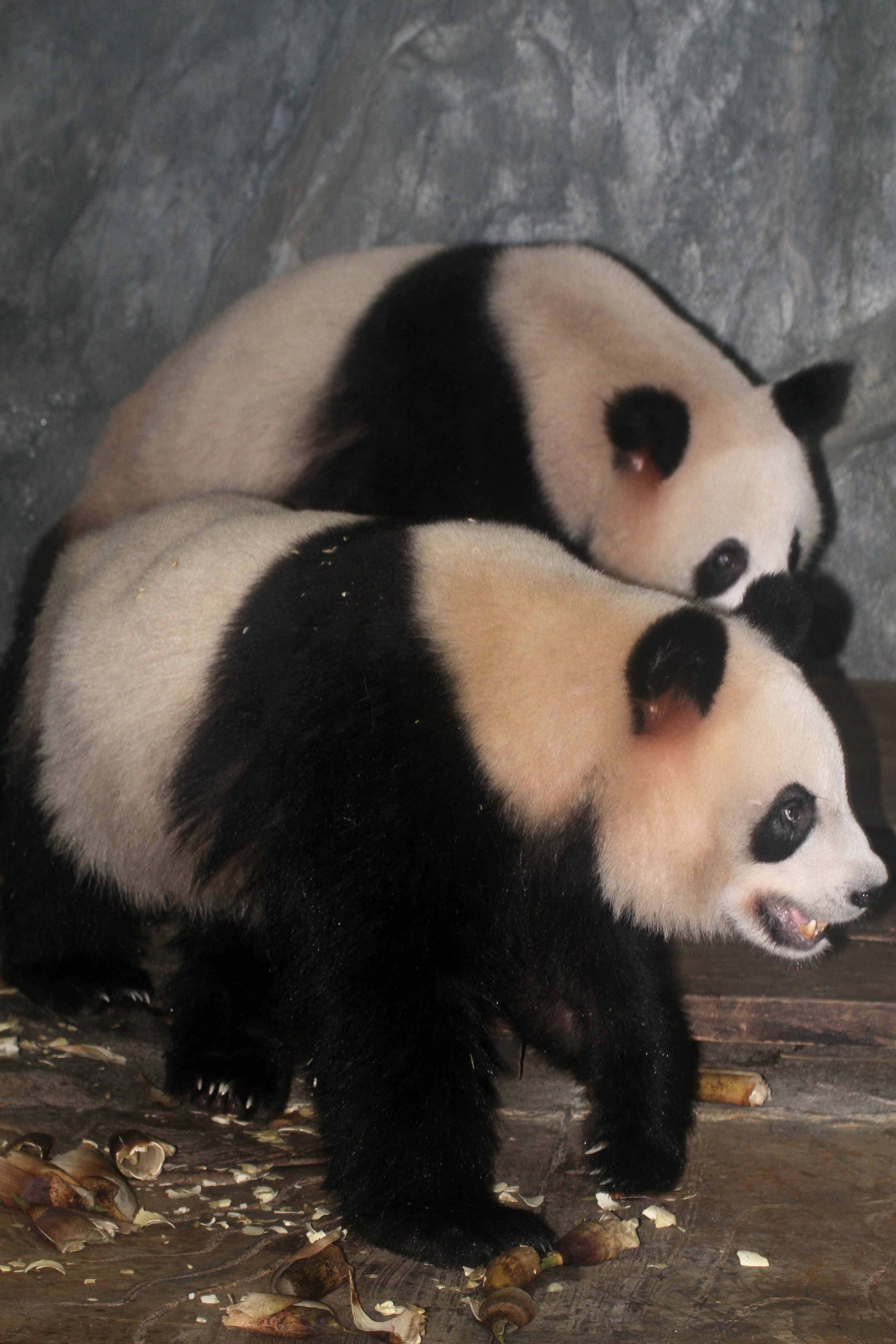Shenzhen Safari Park