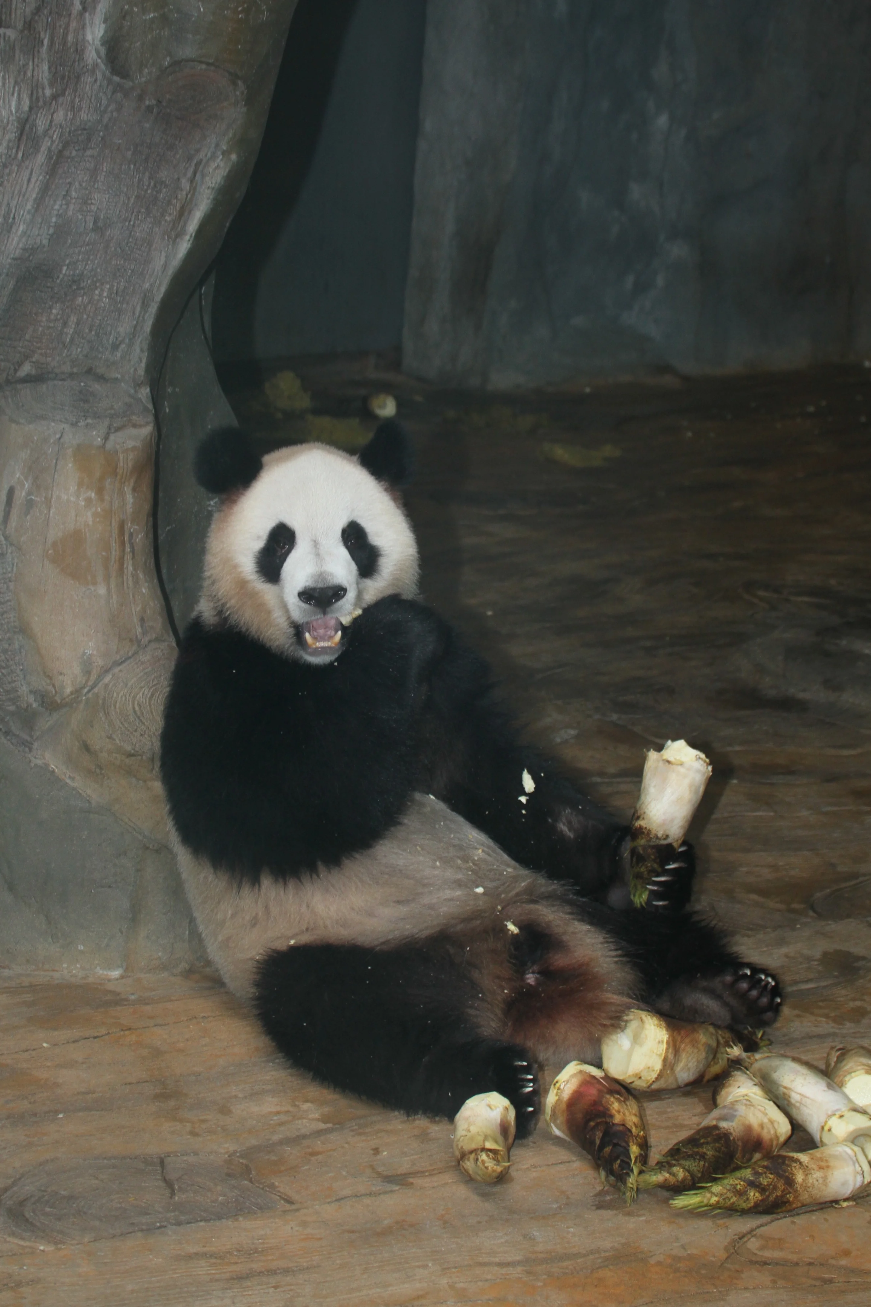 Shenzhen Safari Park