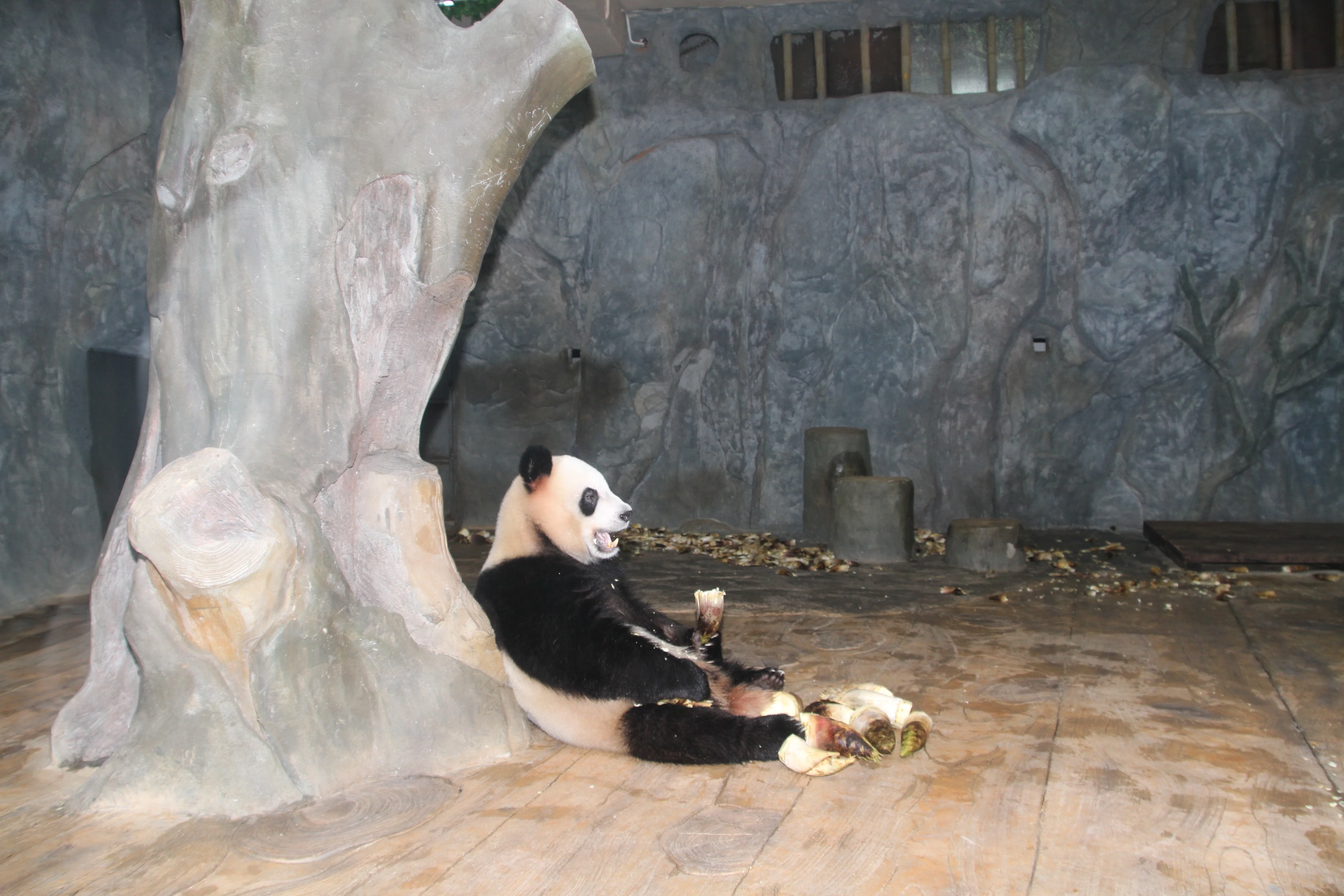Shenzhen Safari Park