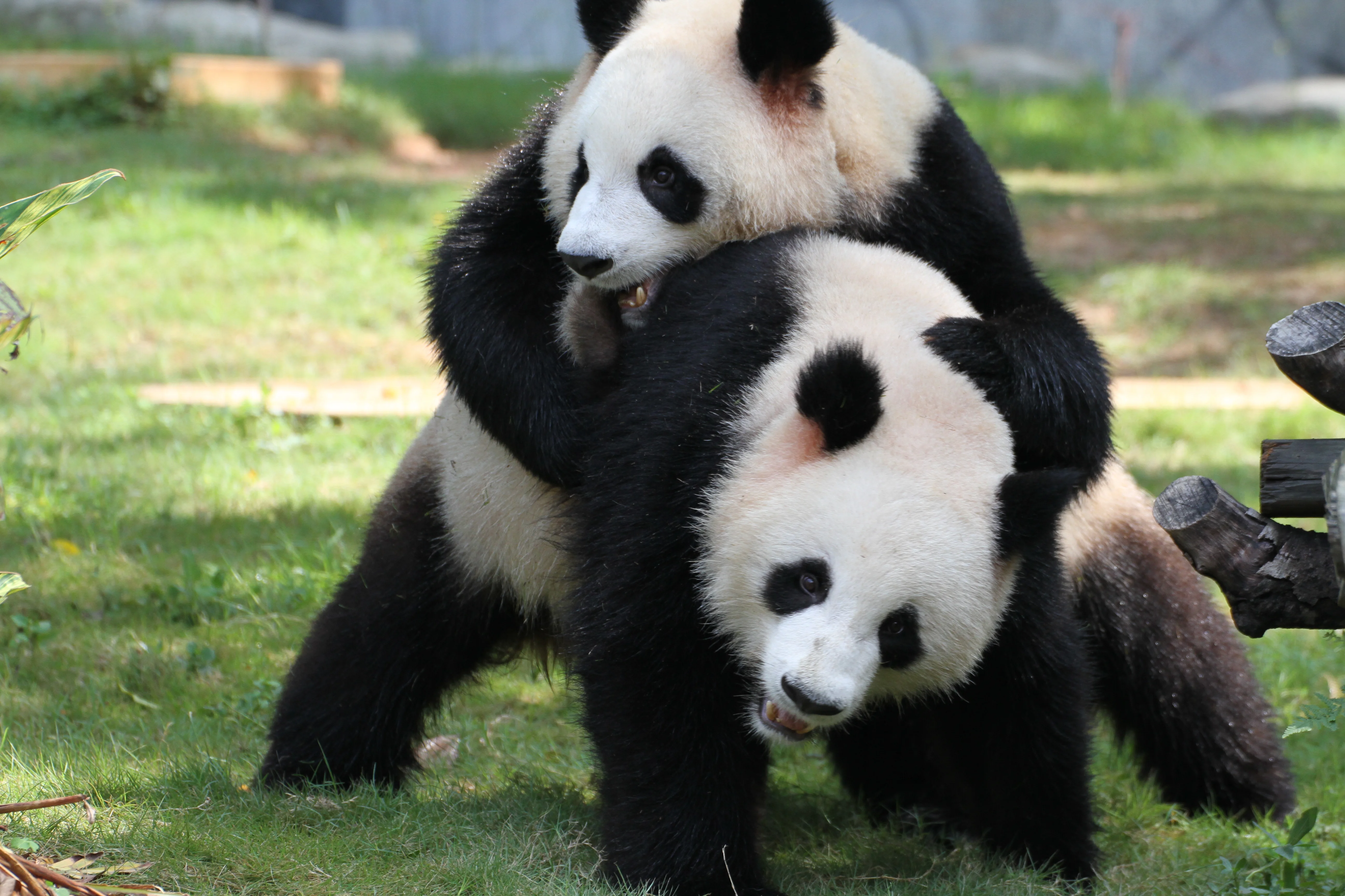Shenzhen Safari Park