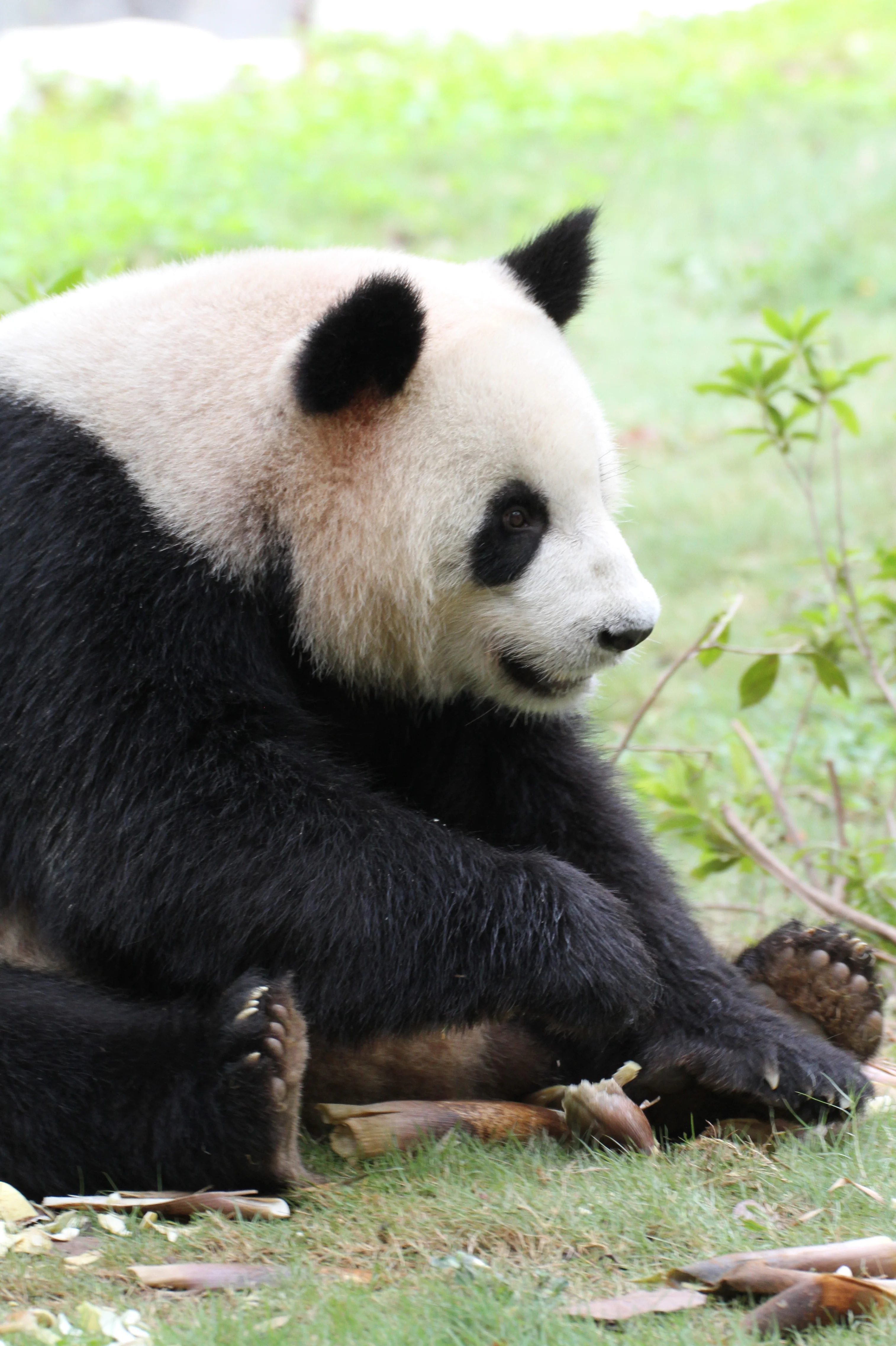 Shenzhen Safari Park