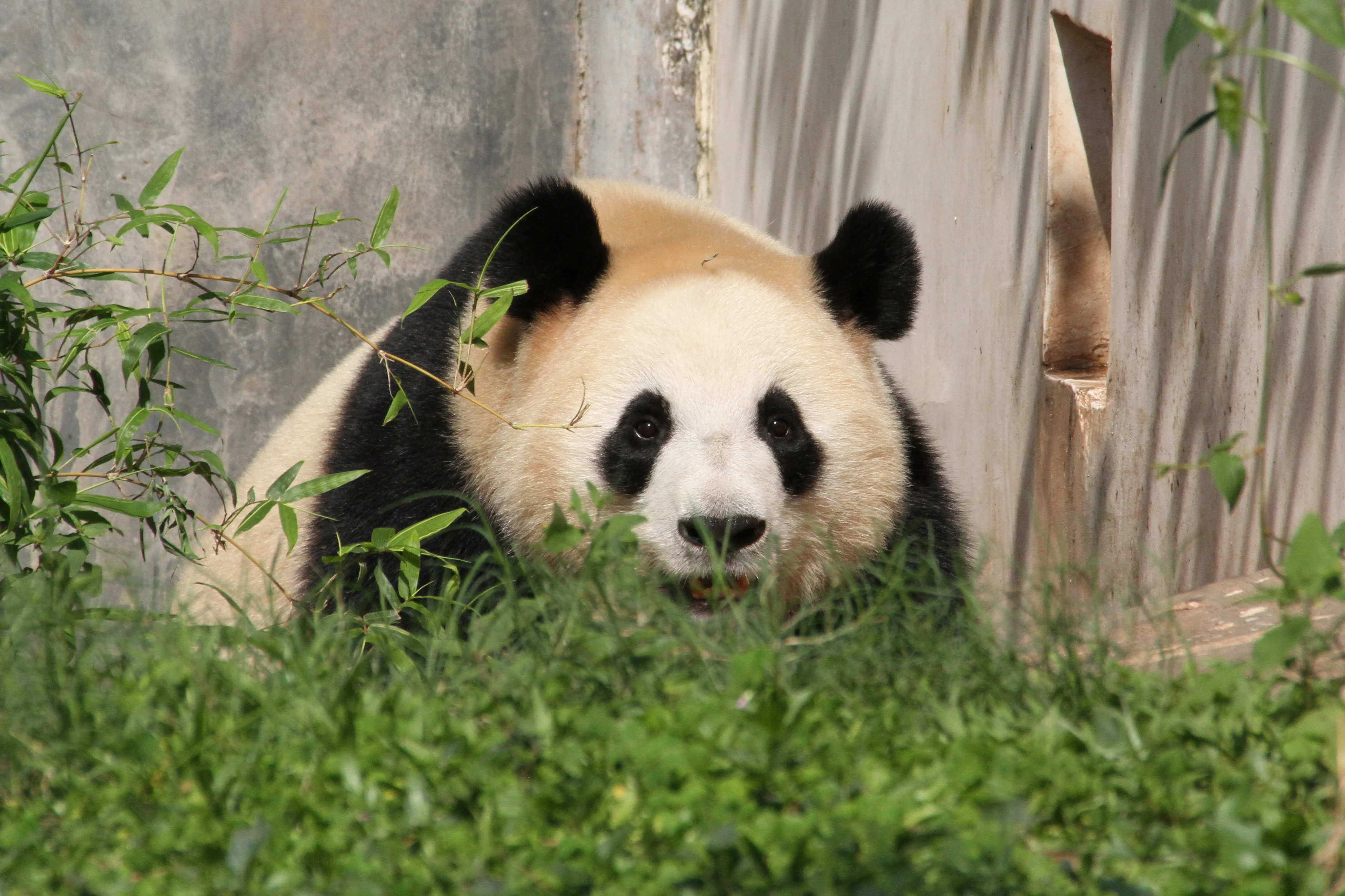 Guangzhou Zoo