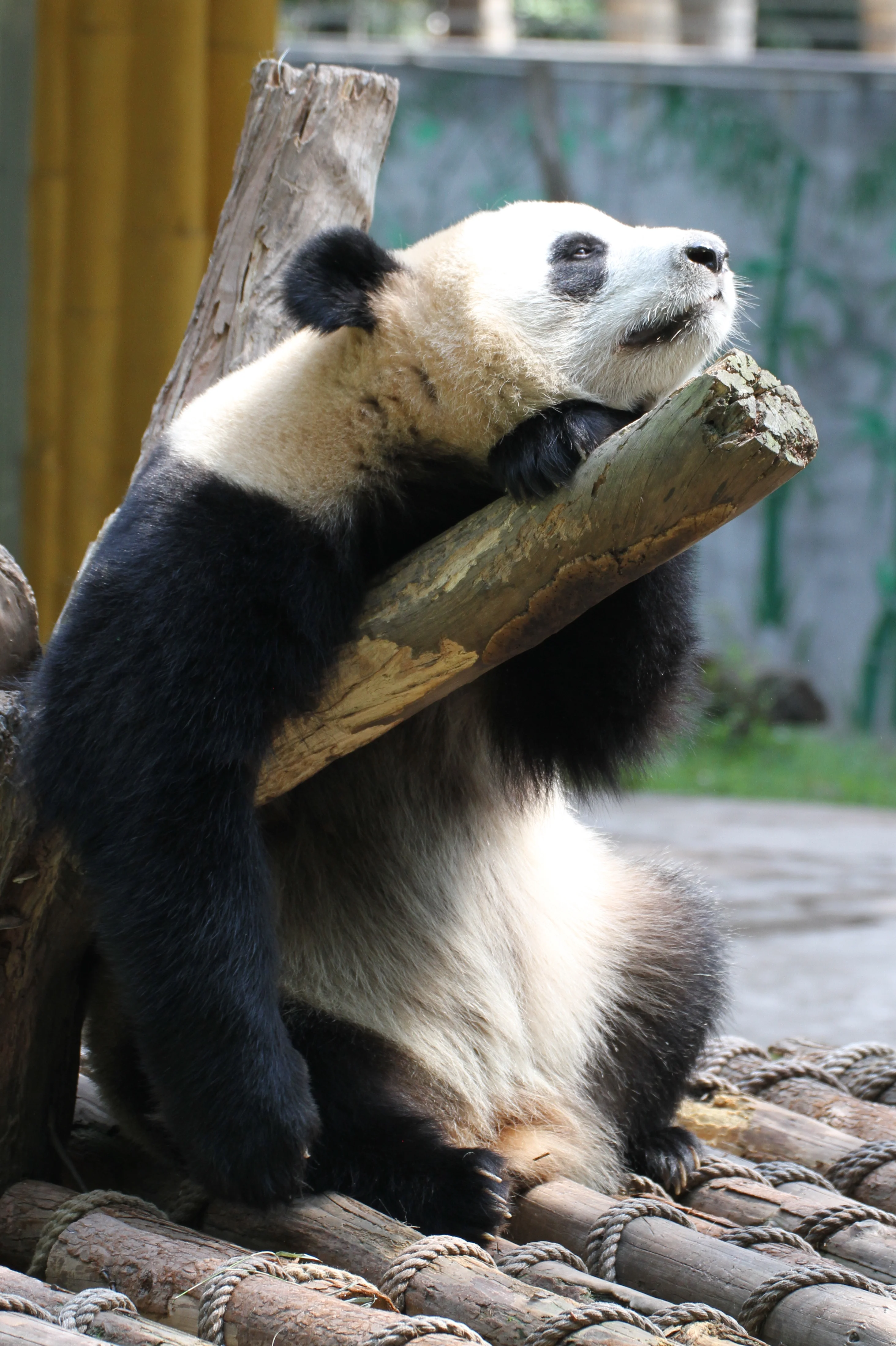 Guangzhou Zoo