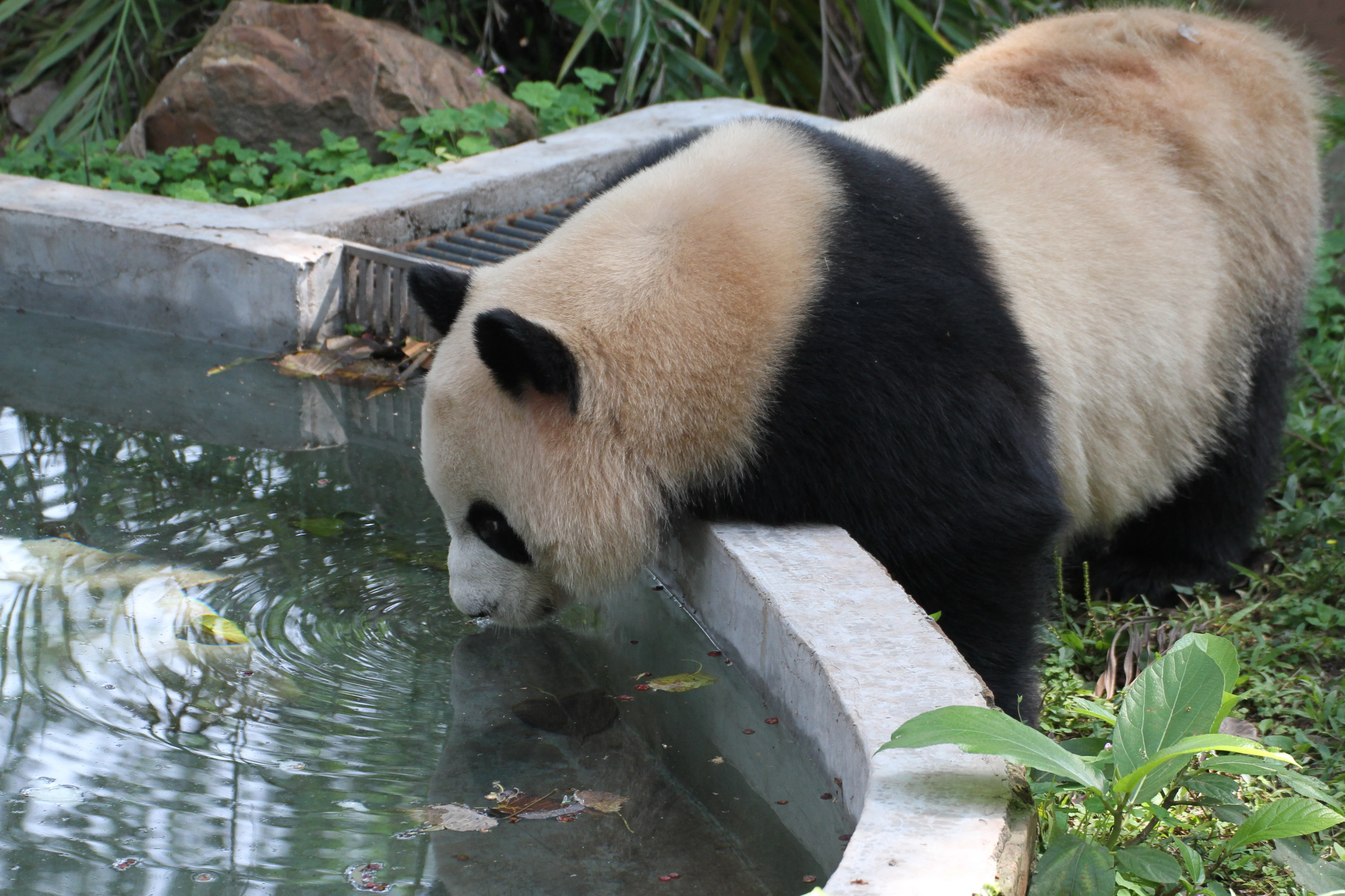 Guangzhou Zoo