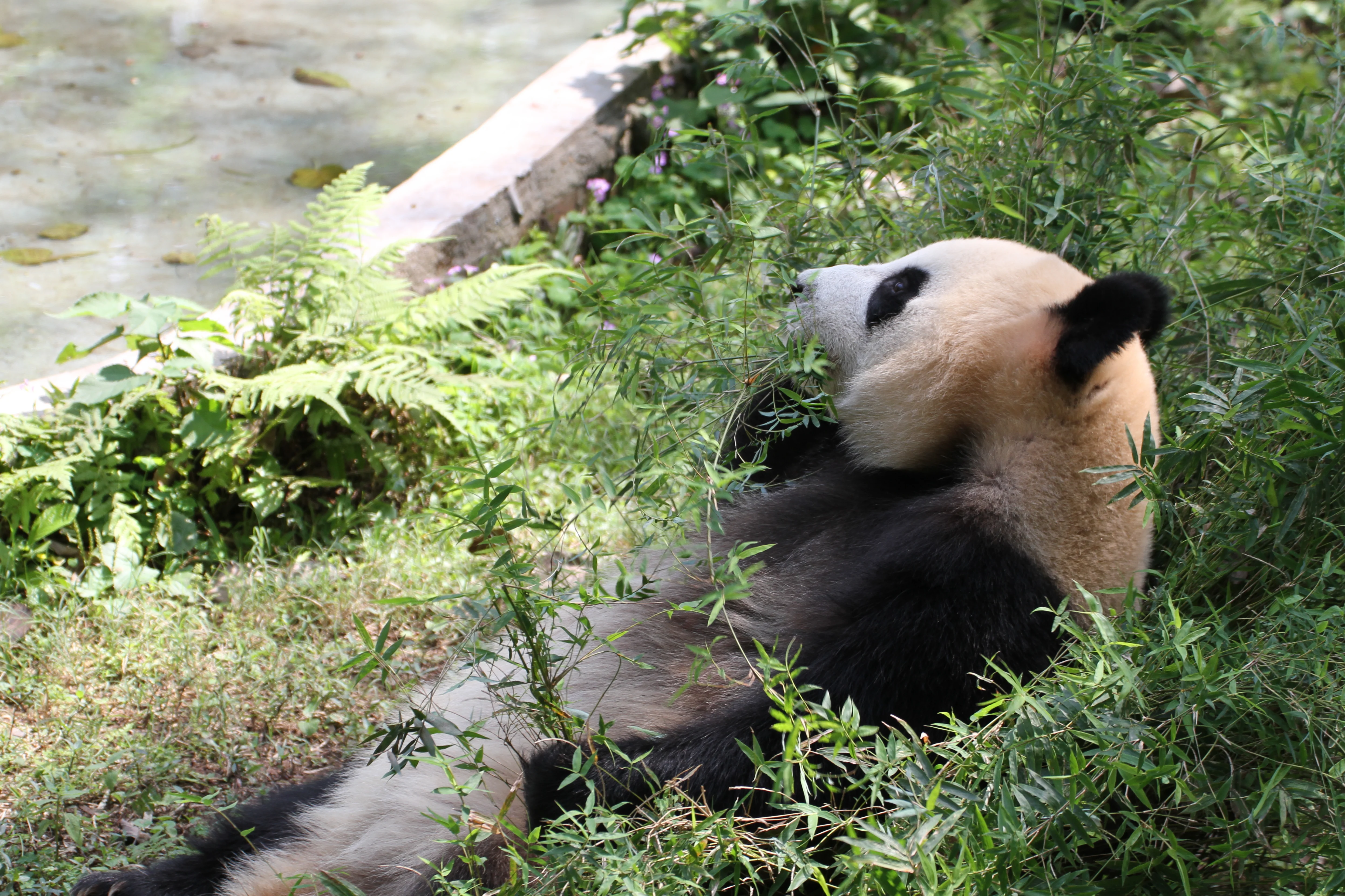 Guangzhou Zoo