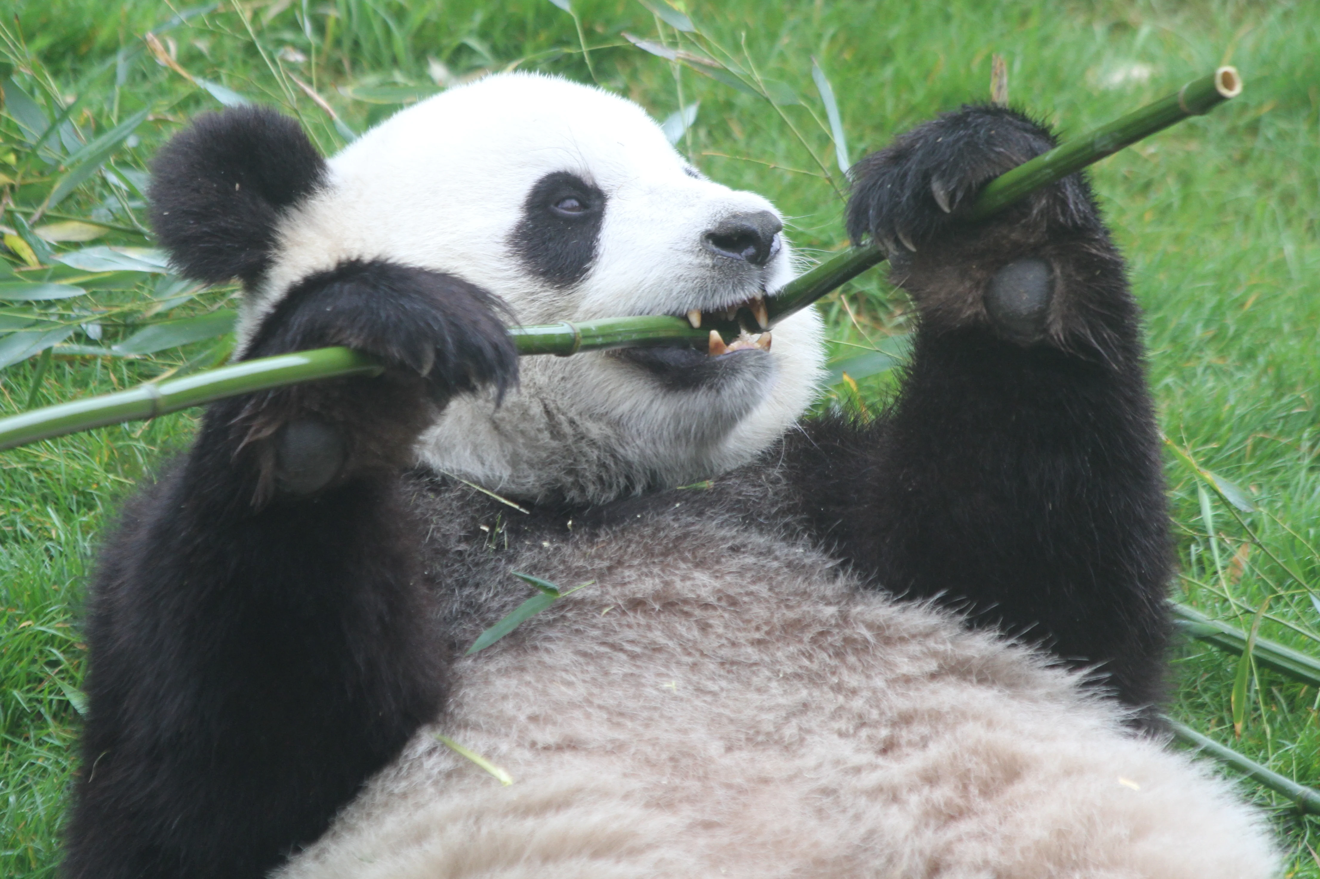 Pairi Daiza